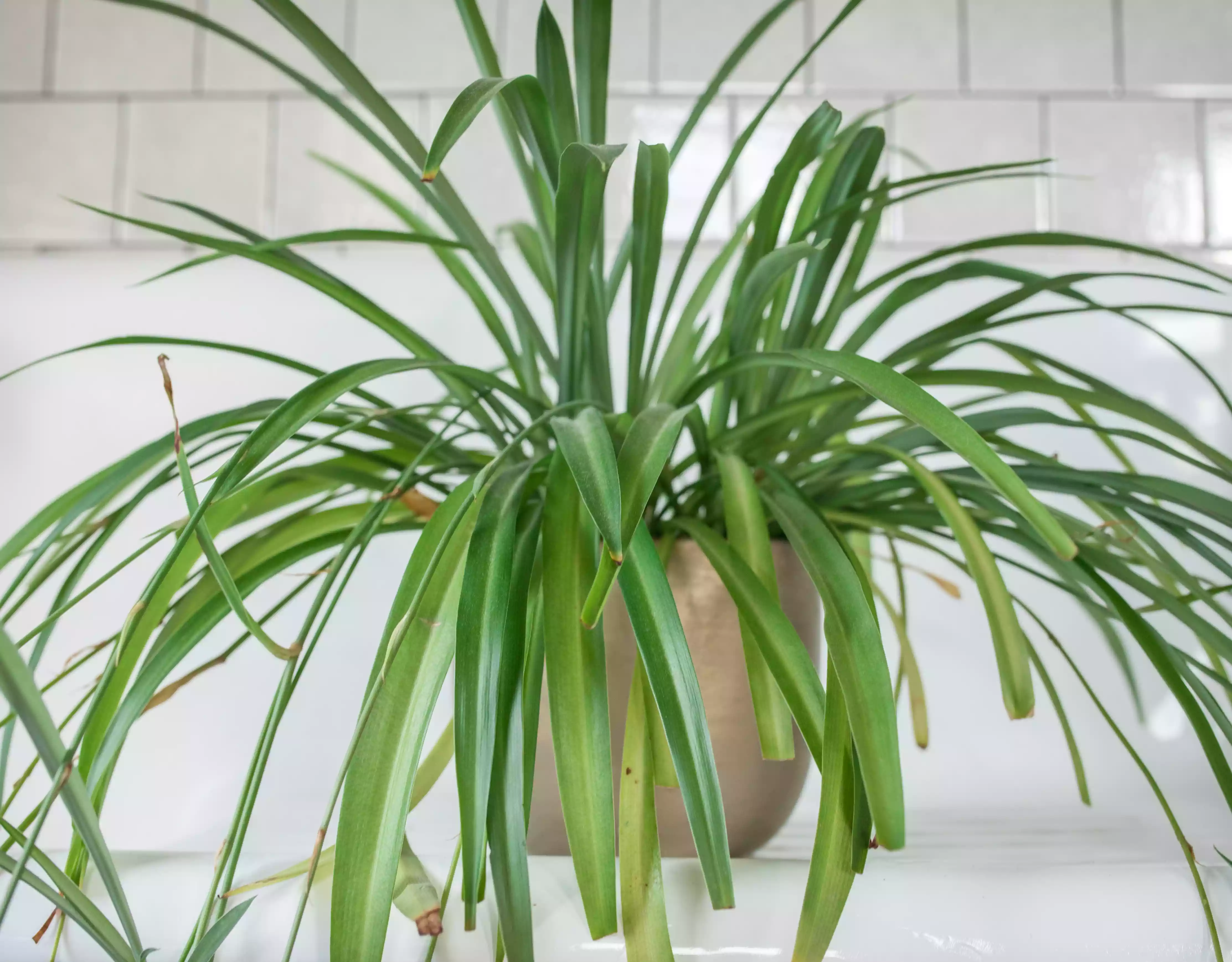 large spider plant in metallic container in white tile bathroom