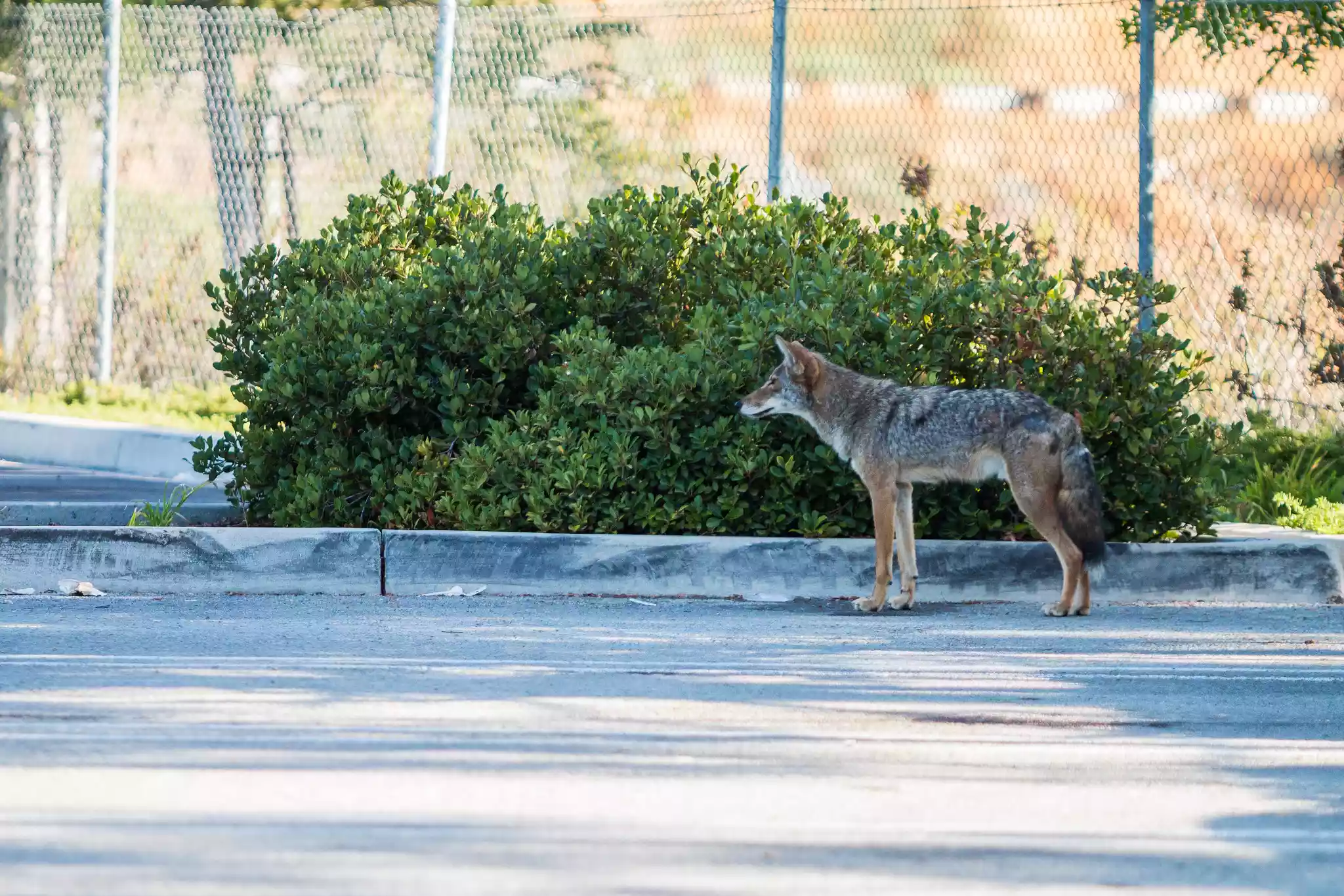 coyote standing in a parking lot 