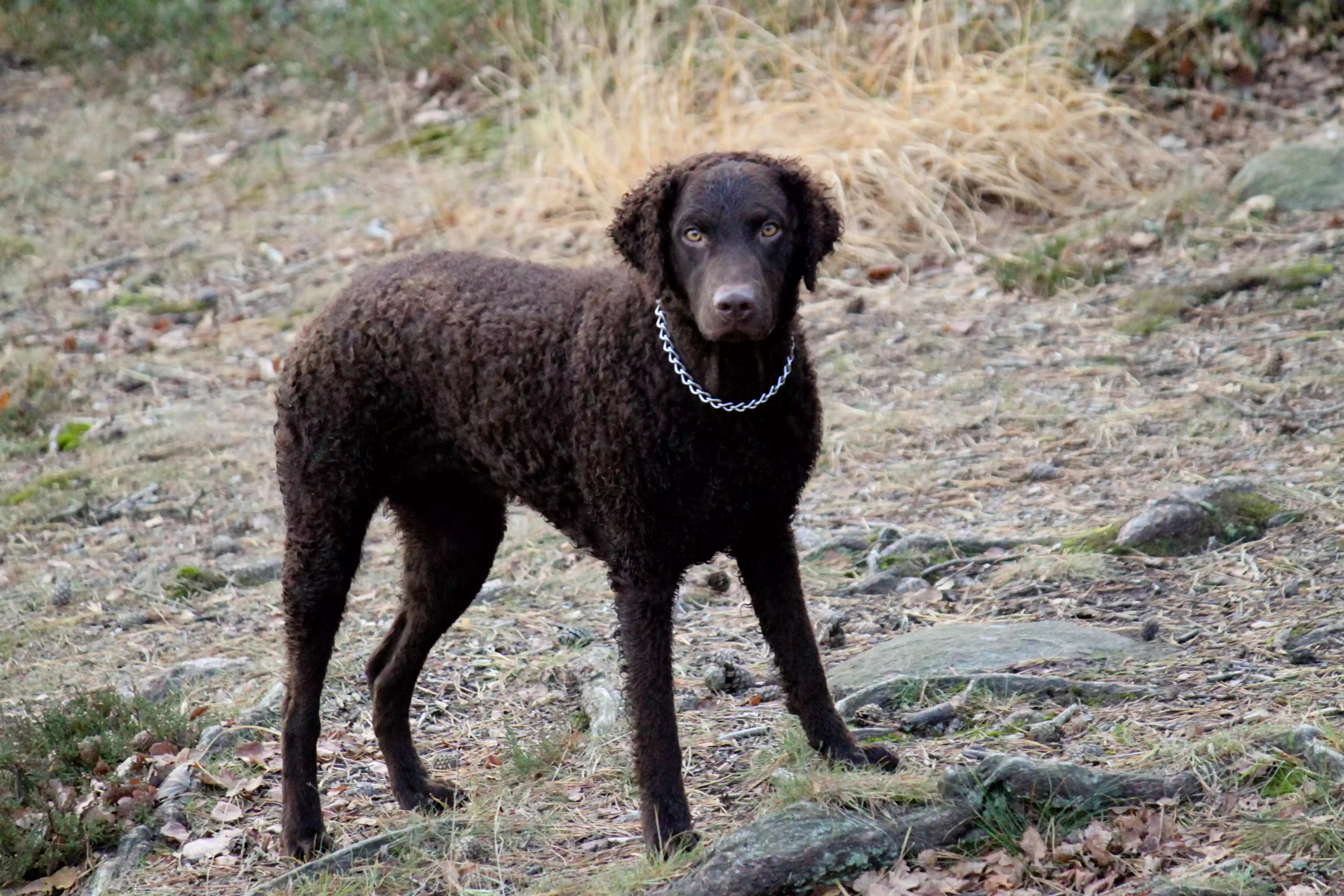 A dark brown curly-coated retriever standing among rocks and grass