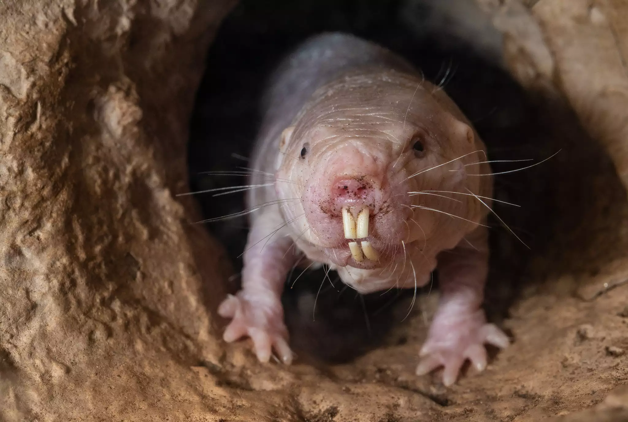 A naked mole rat crawling out of a cave.