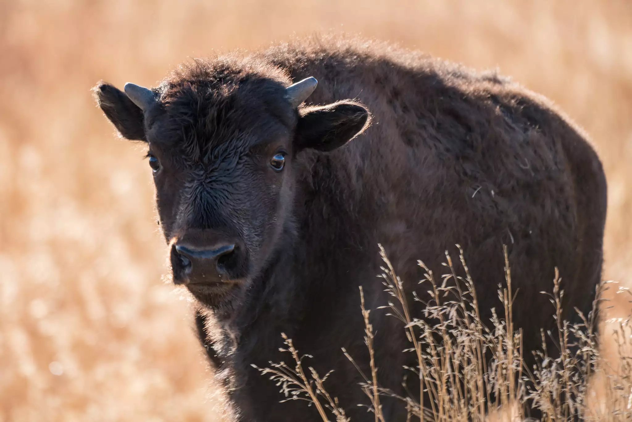 Young bison with short spike-horns at a 45-degree angle