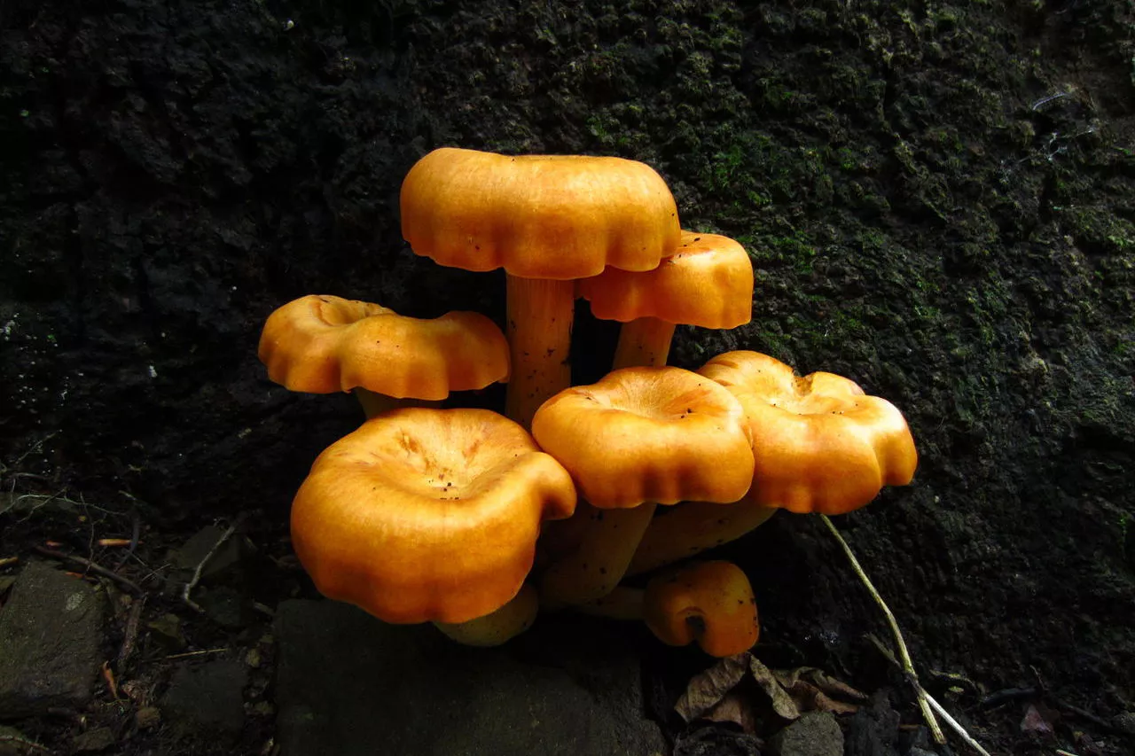 Bright golden mushroom cluster growing from tree