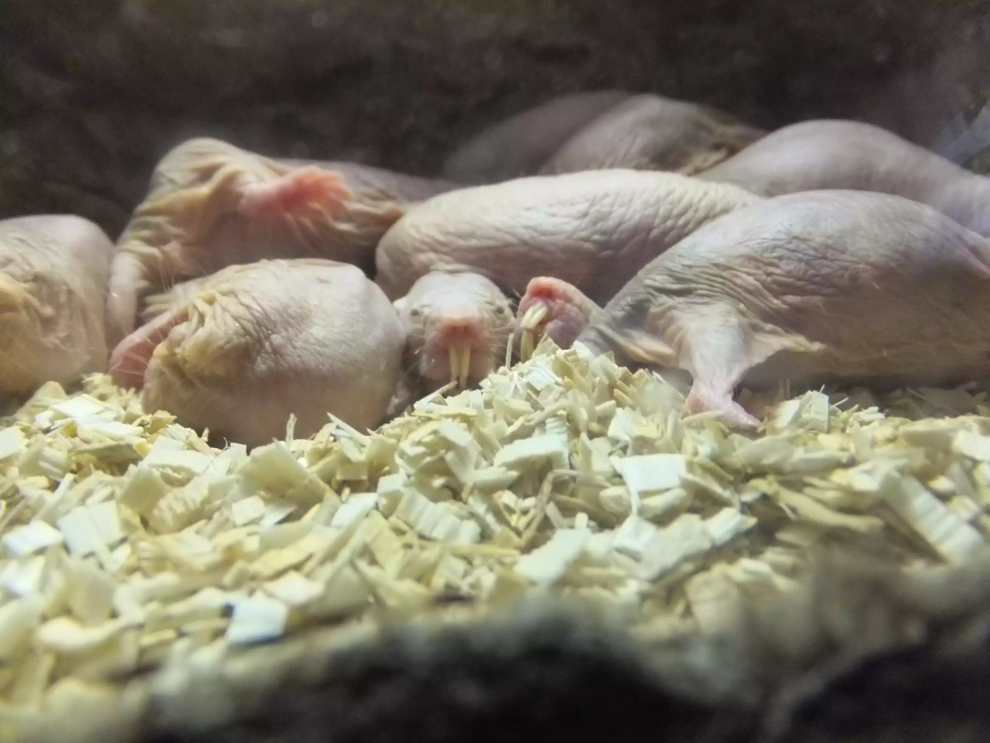 Naked mole rats sleeping together in their home.