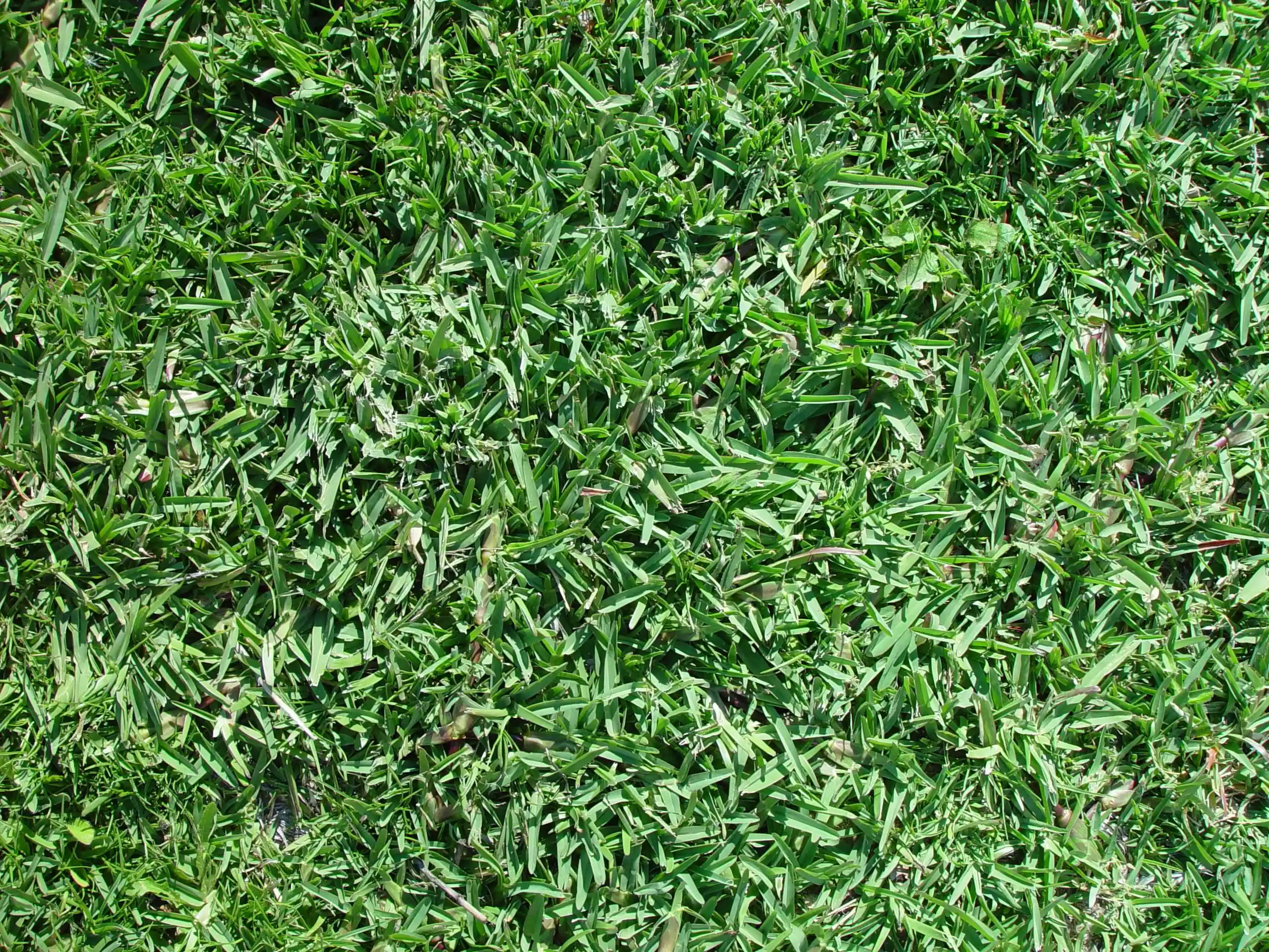 A patch of wide-bladed green grass that has been mowed short