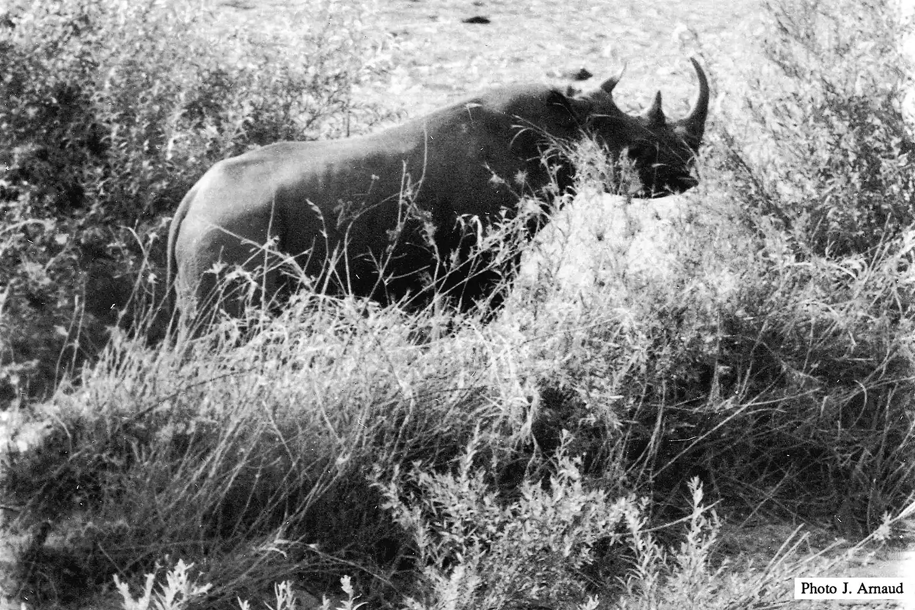 historic black and white photo of extinct Western Black Rhino in Cameroon