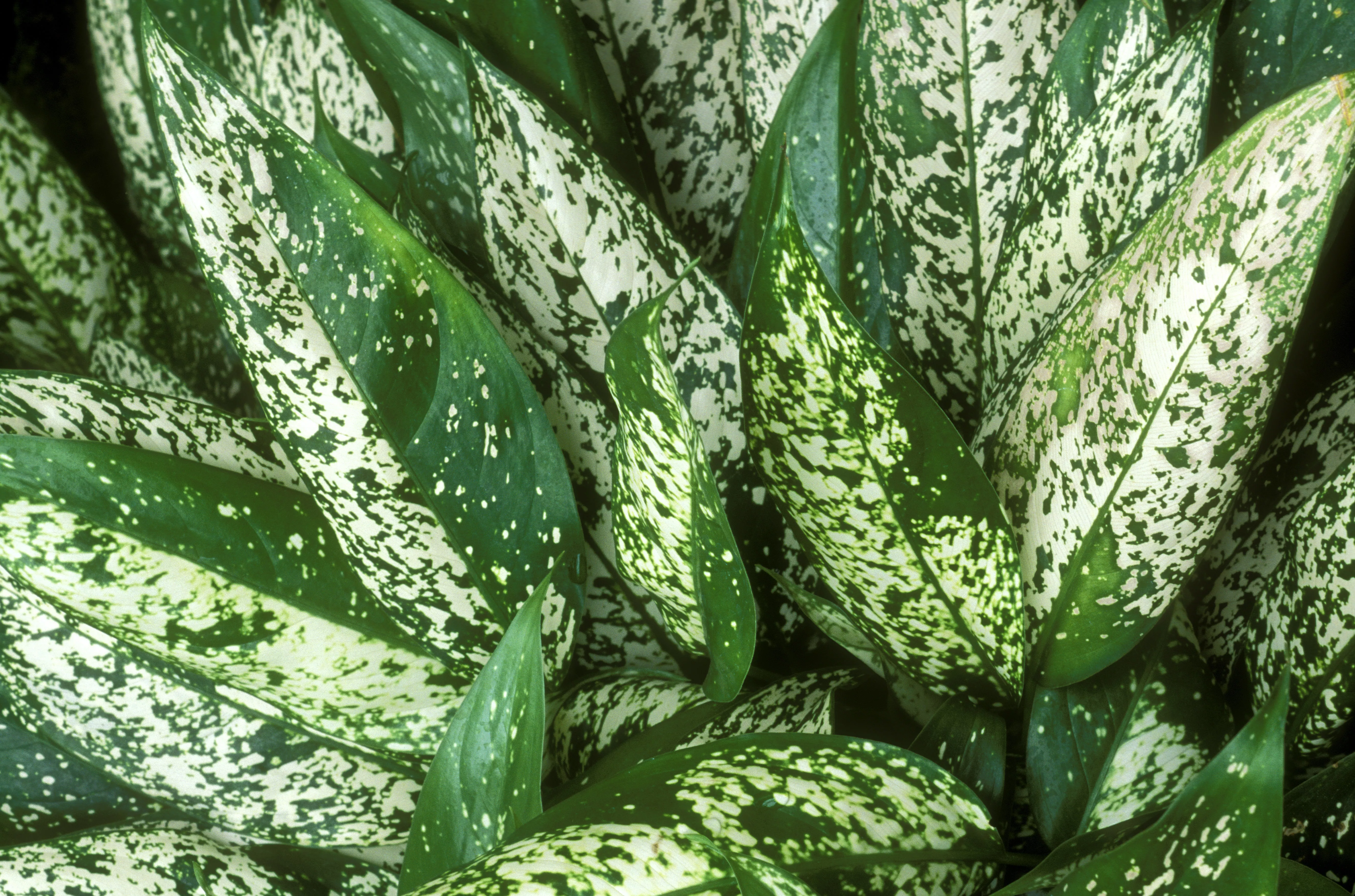 A close-up shot of plant leaves with splotchy green-white coloration
