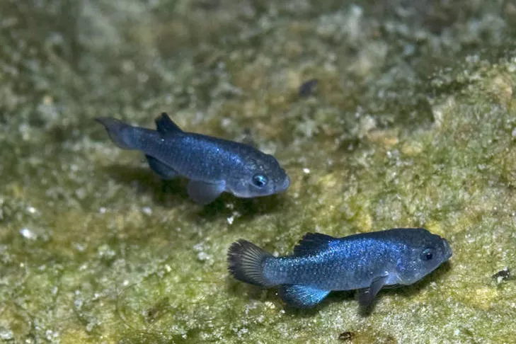 two small iridescent blue fish in clear water with rocky bottom, Devil's Hole Pupfish
