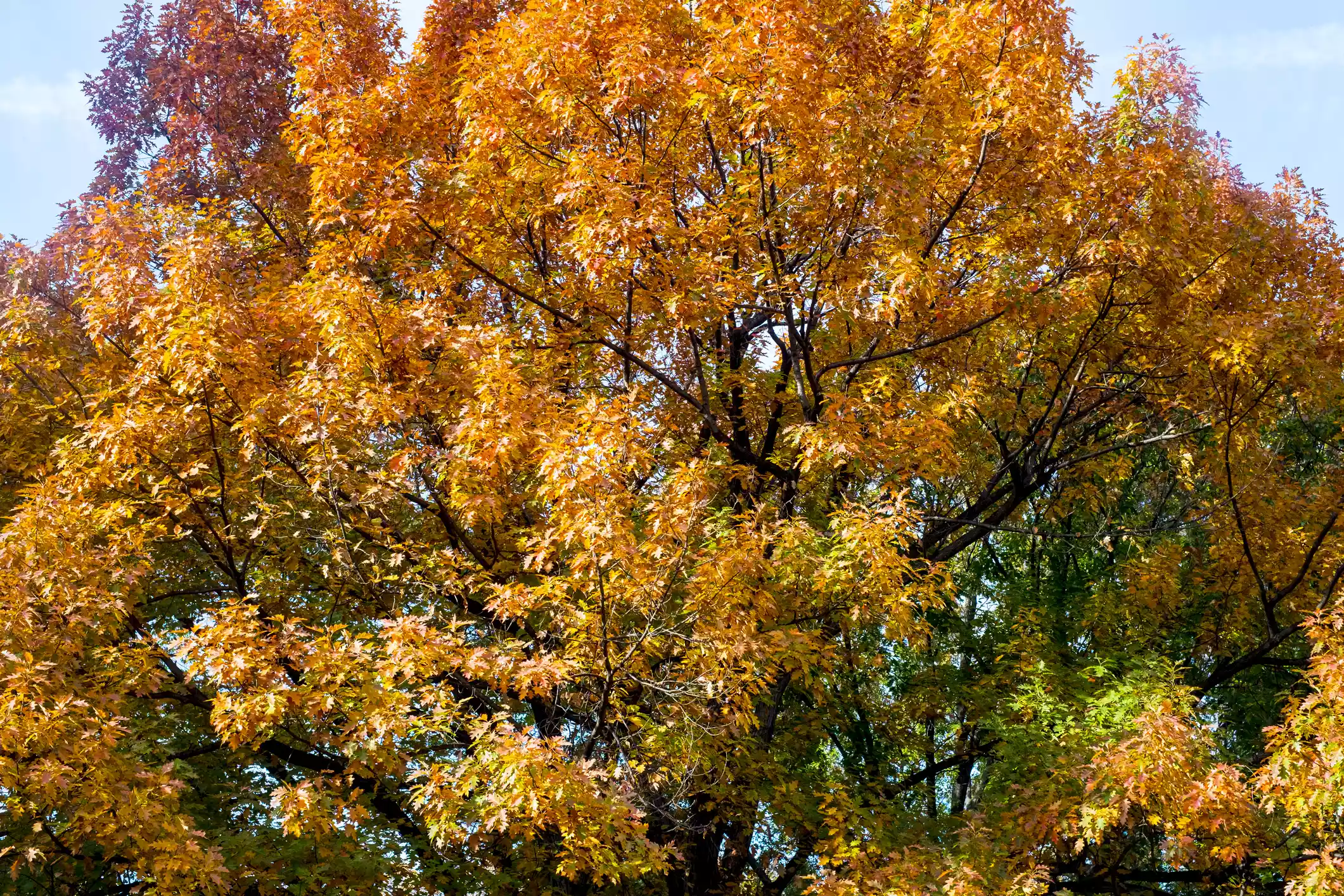Northern red oak in fall orange and red colors