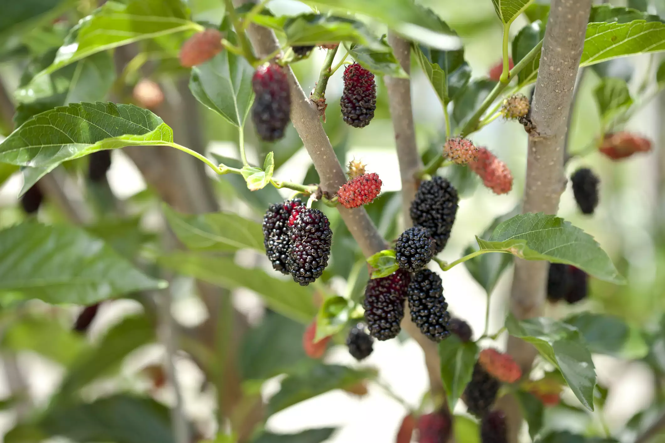 mulberries on a miniature mulberry tree