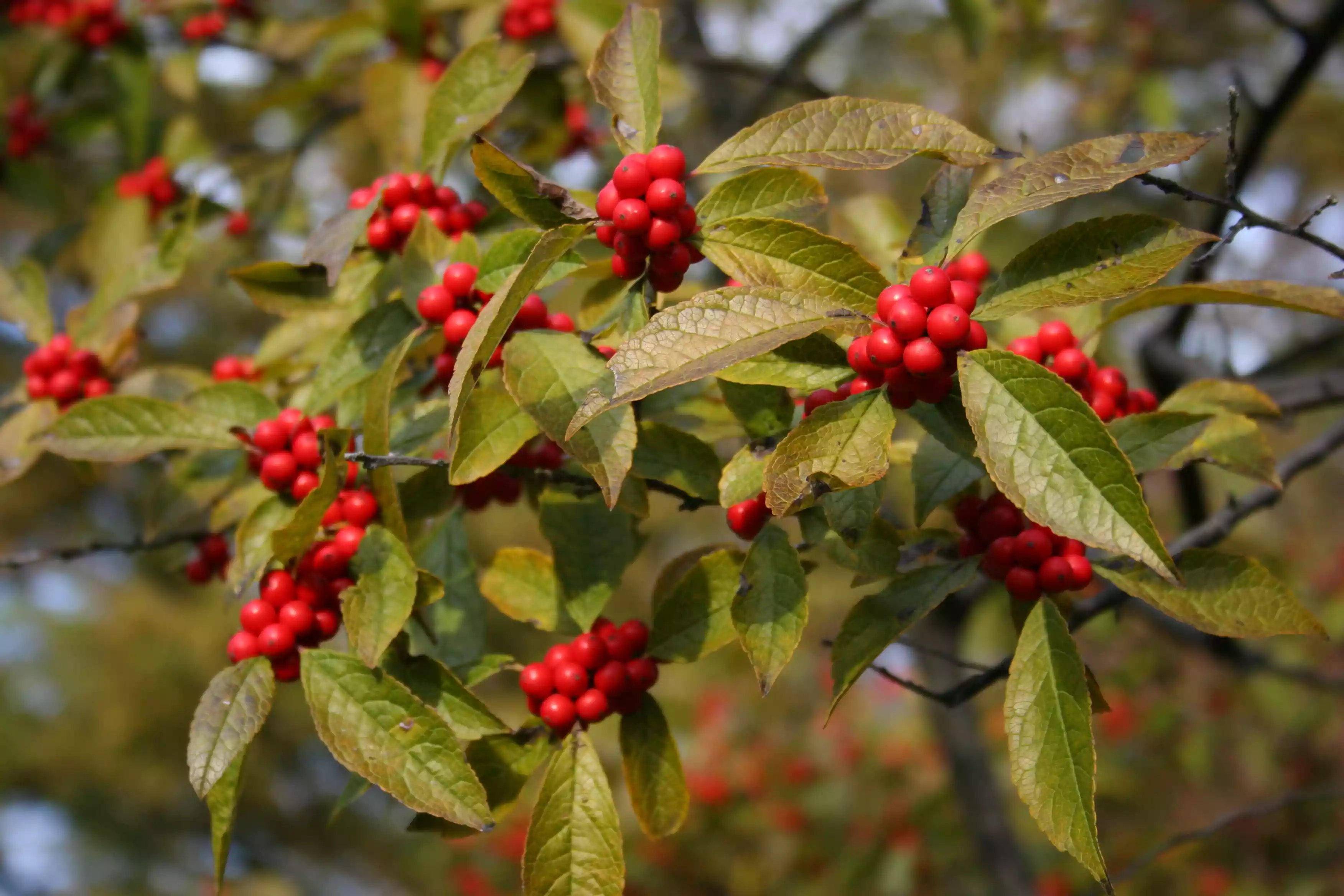 winterberry holly with green leaves and red berries