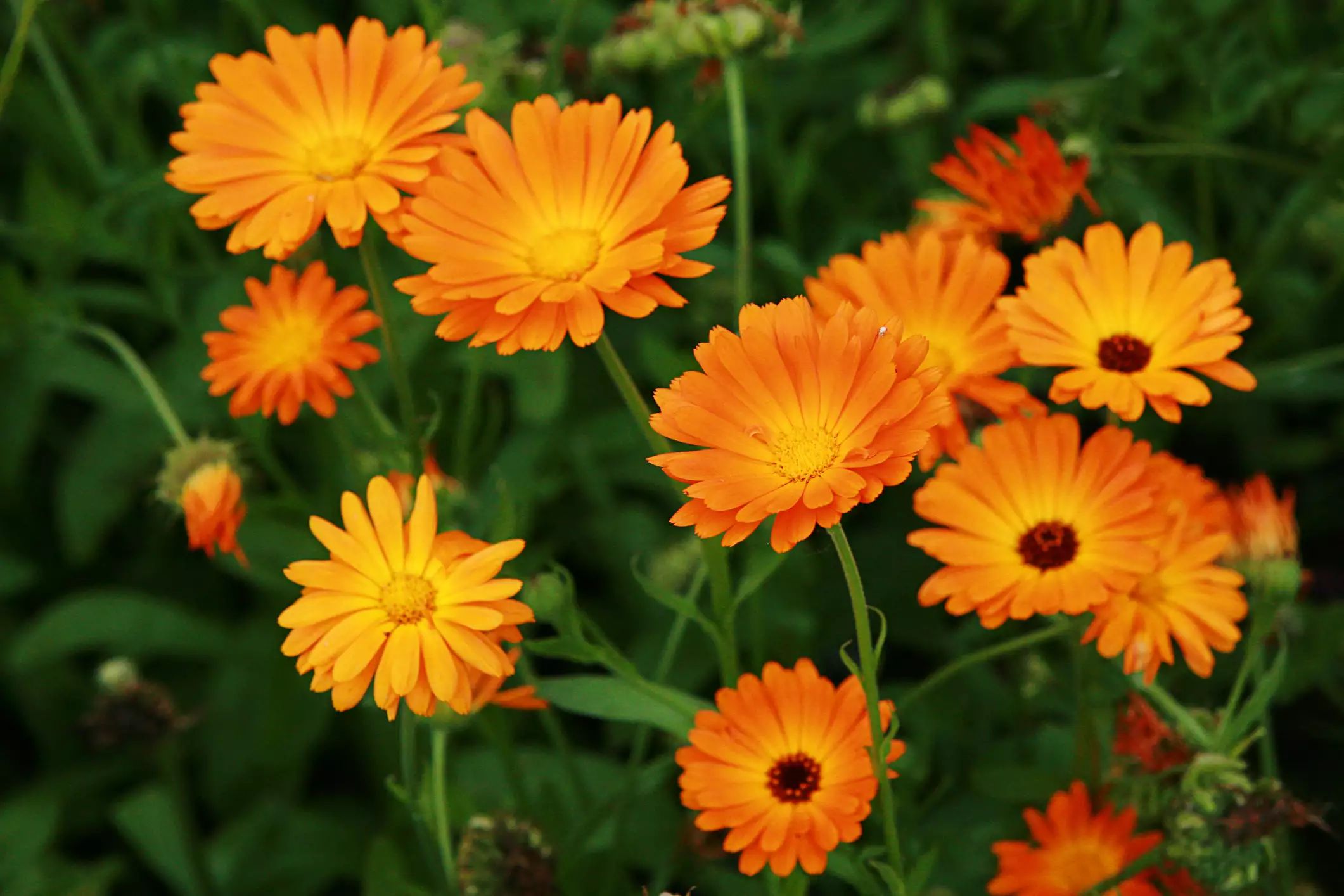 Close-up of orange and yellow calendulas in a garden