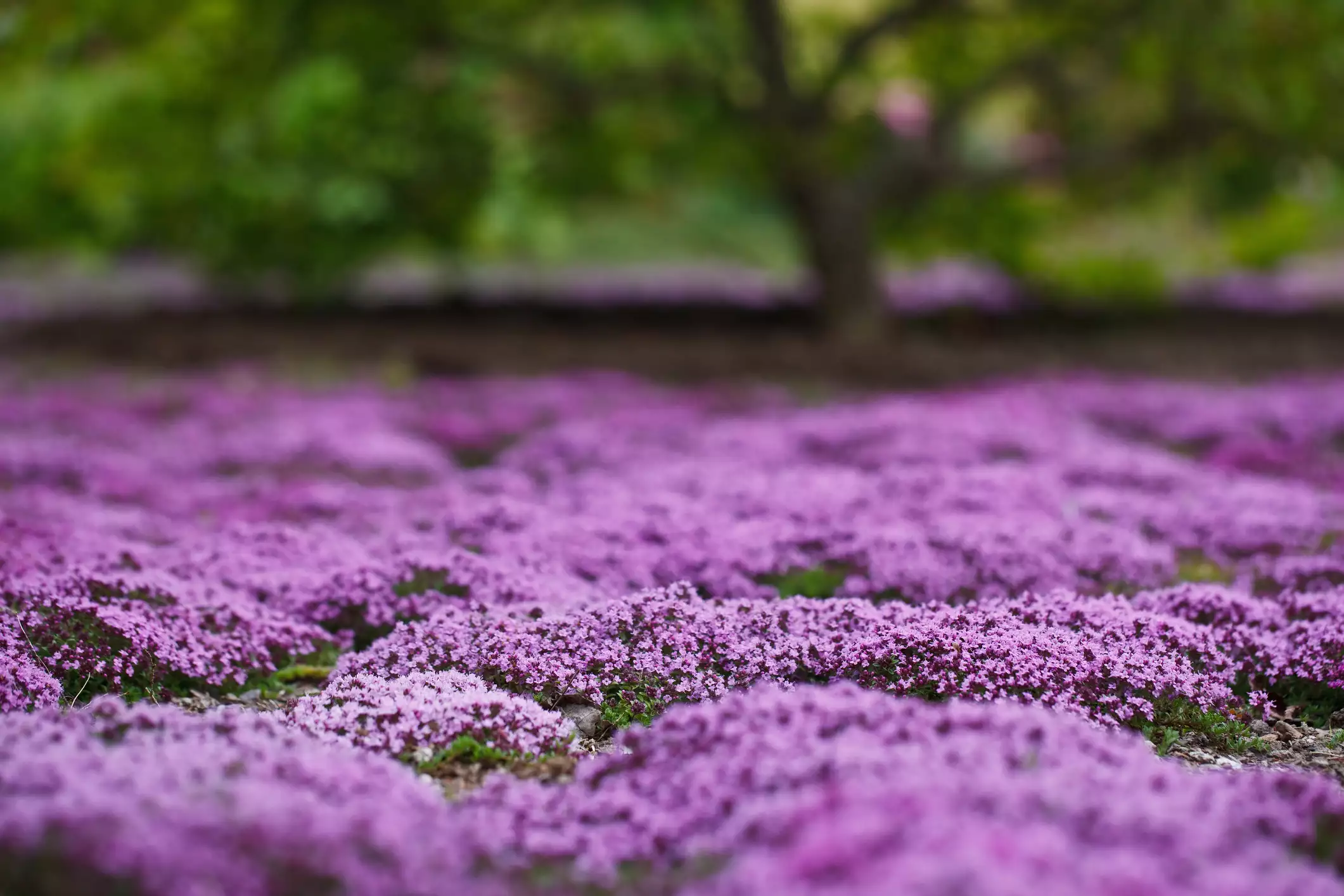A field of purple creeping thyme with a tree in the background.