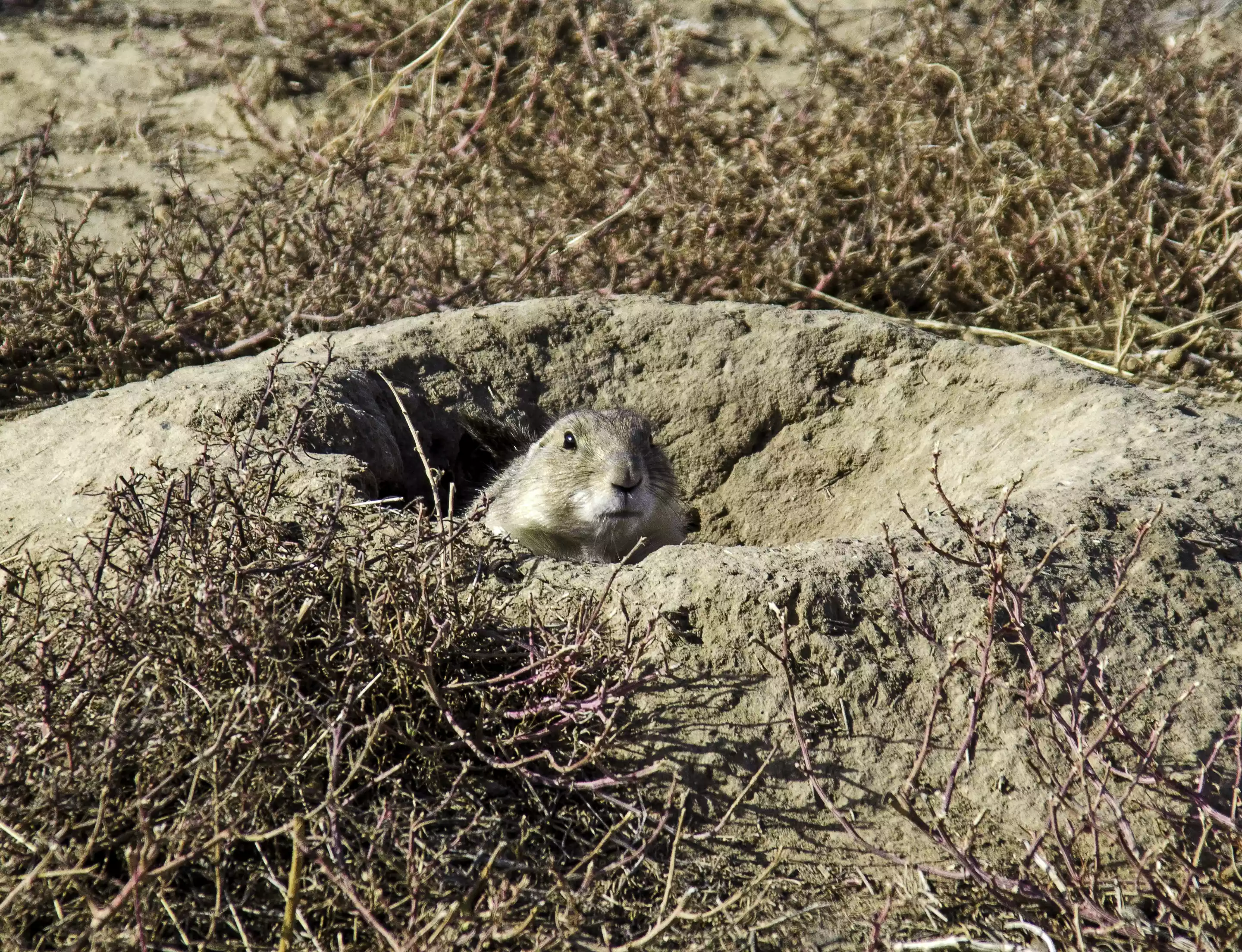 A prairie dog emerges from a hole surrounded by vegetation.