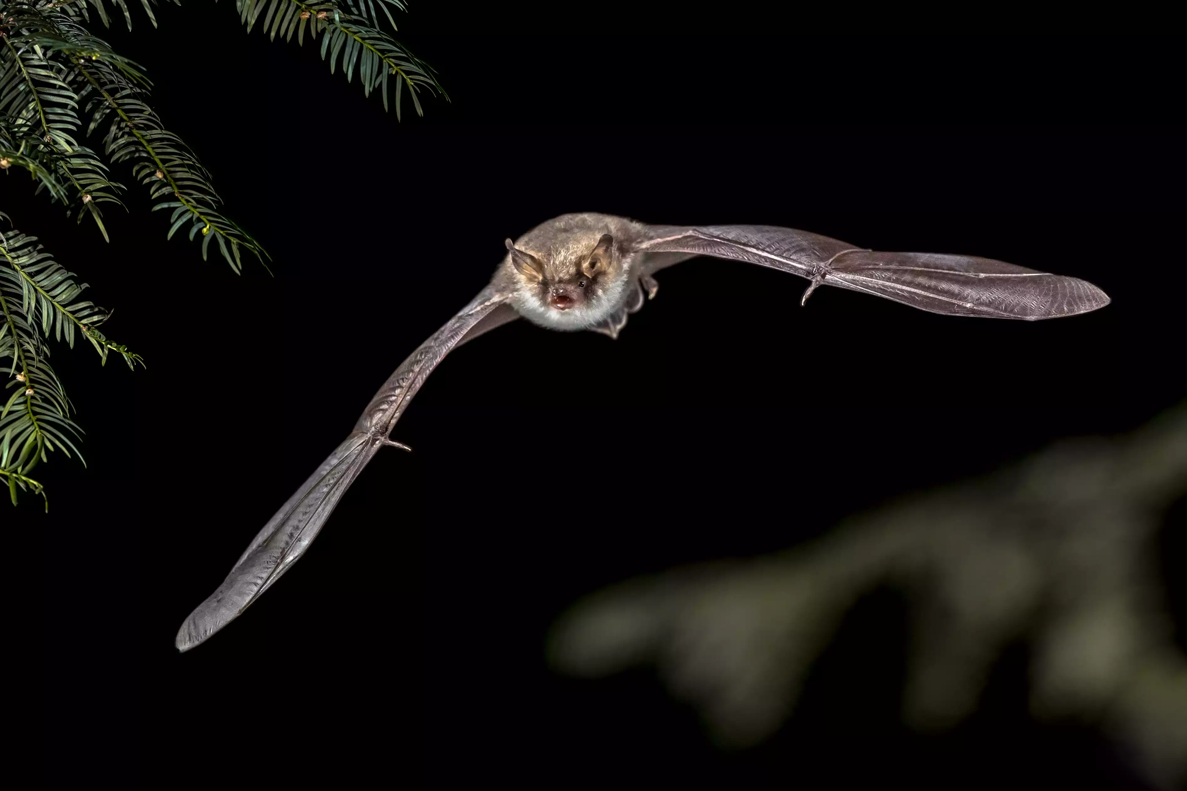 Natterers bat flying through the forest