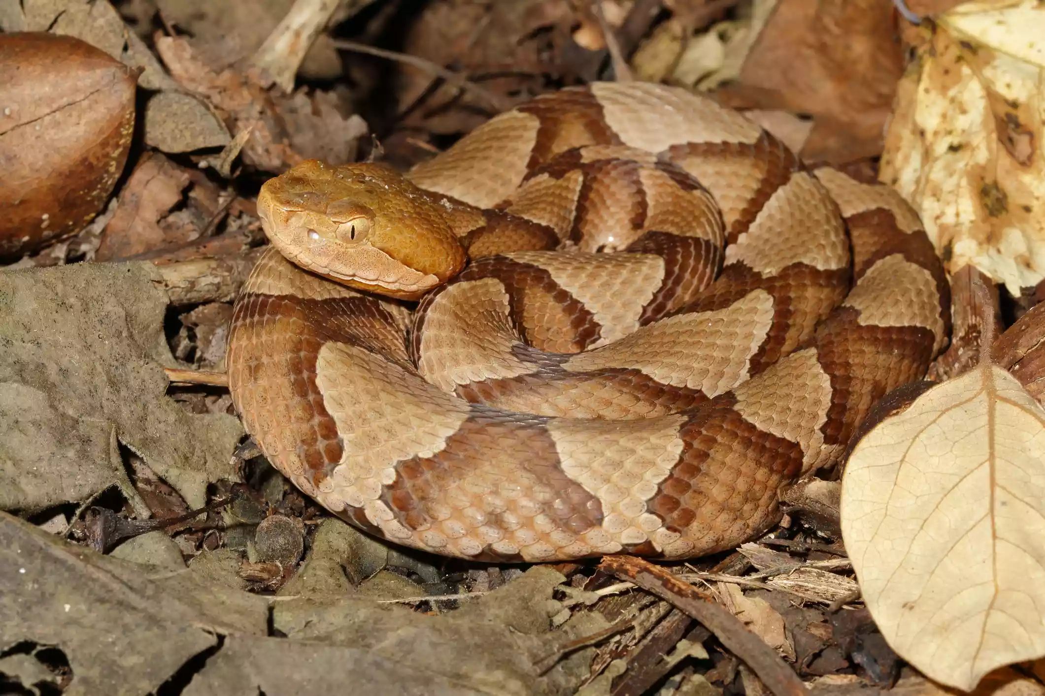 An orange and tan copperhead curled up on dried leaves