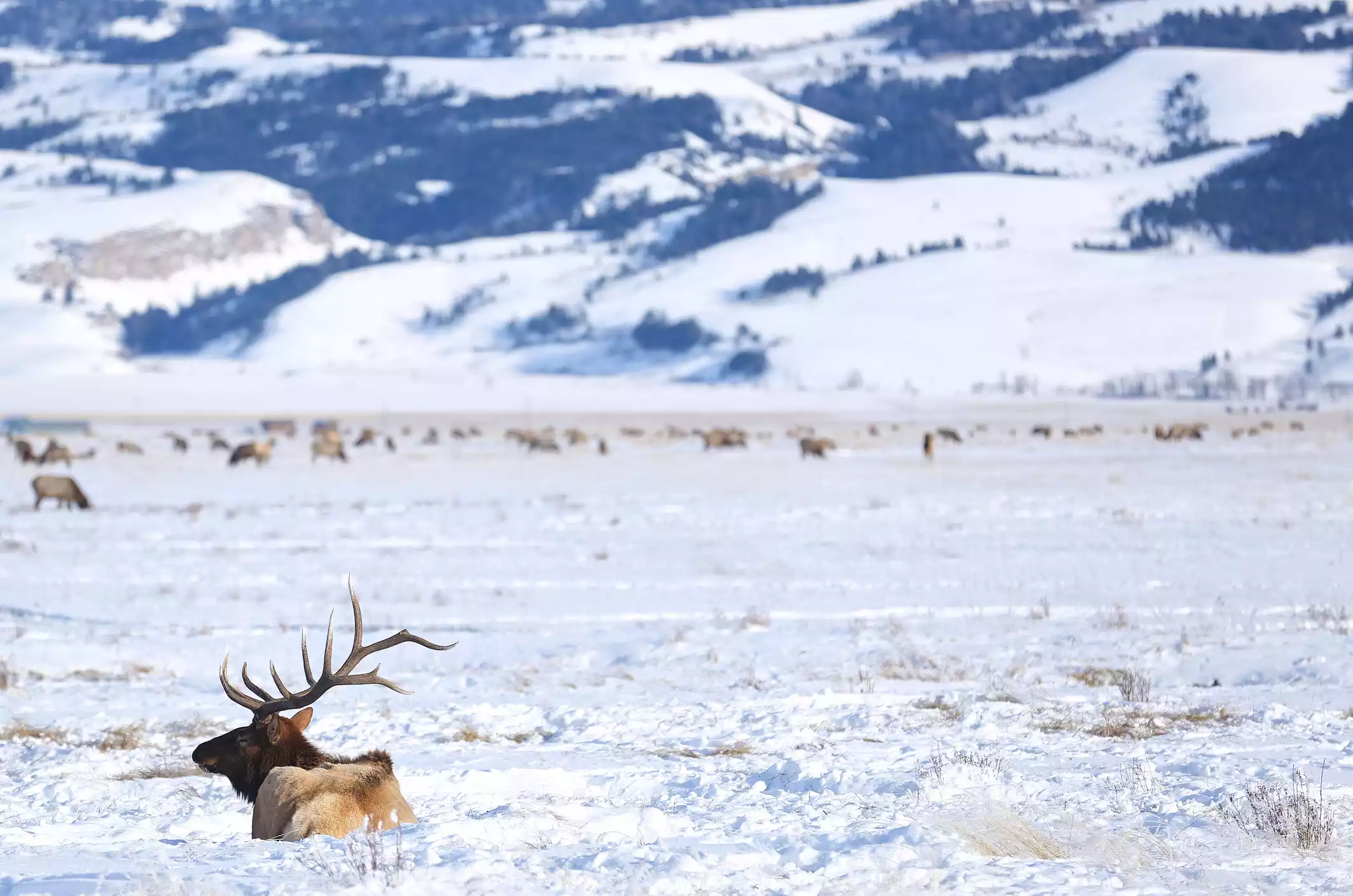 A elk in the winter snow