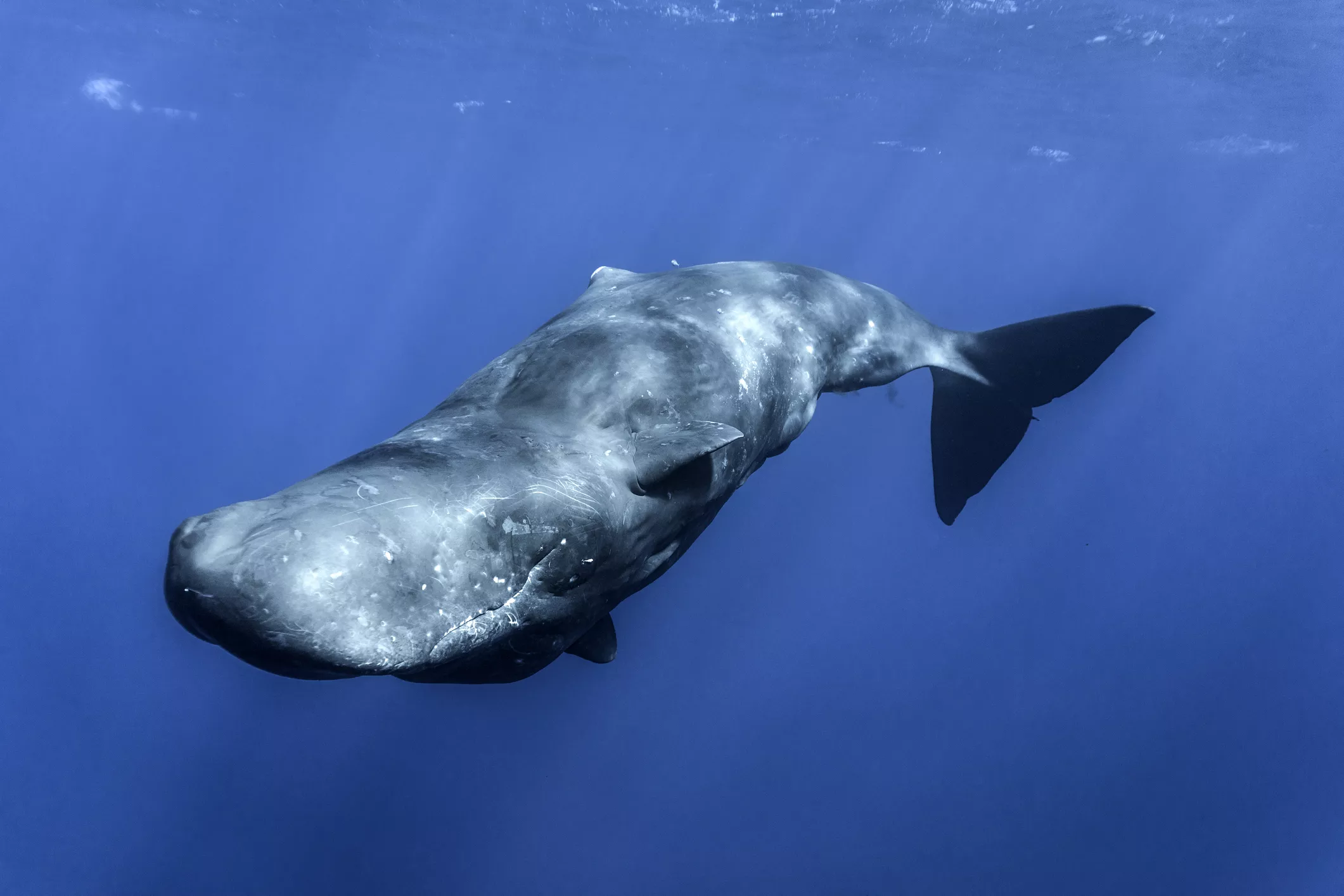 A sperm whale in Mauritius
