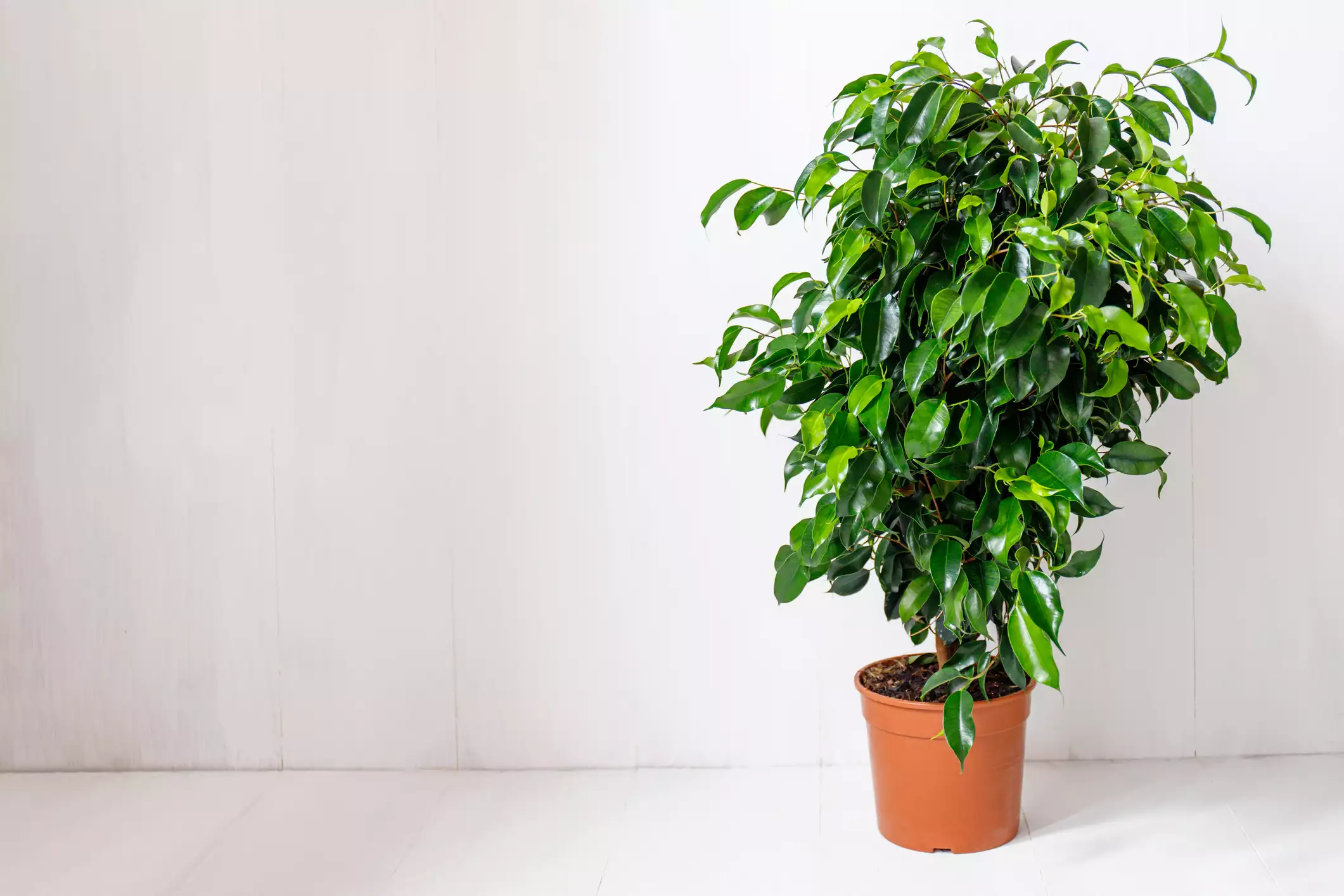Ficus benjamina (weeping fig) against a white wall.