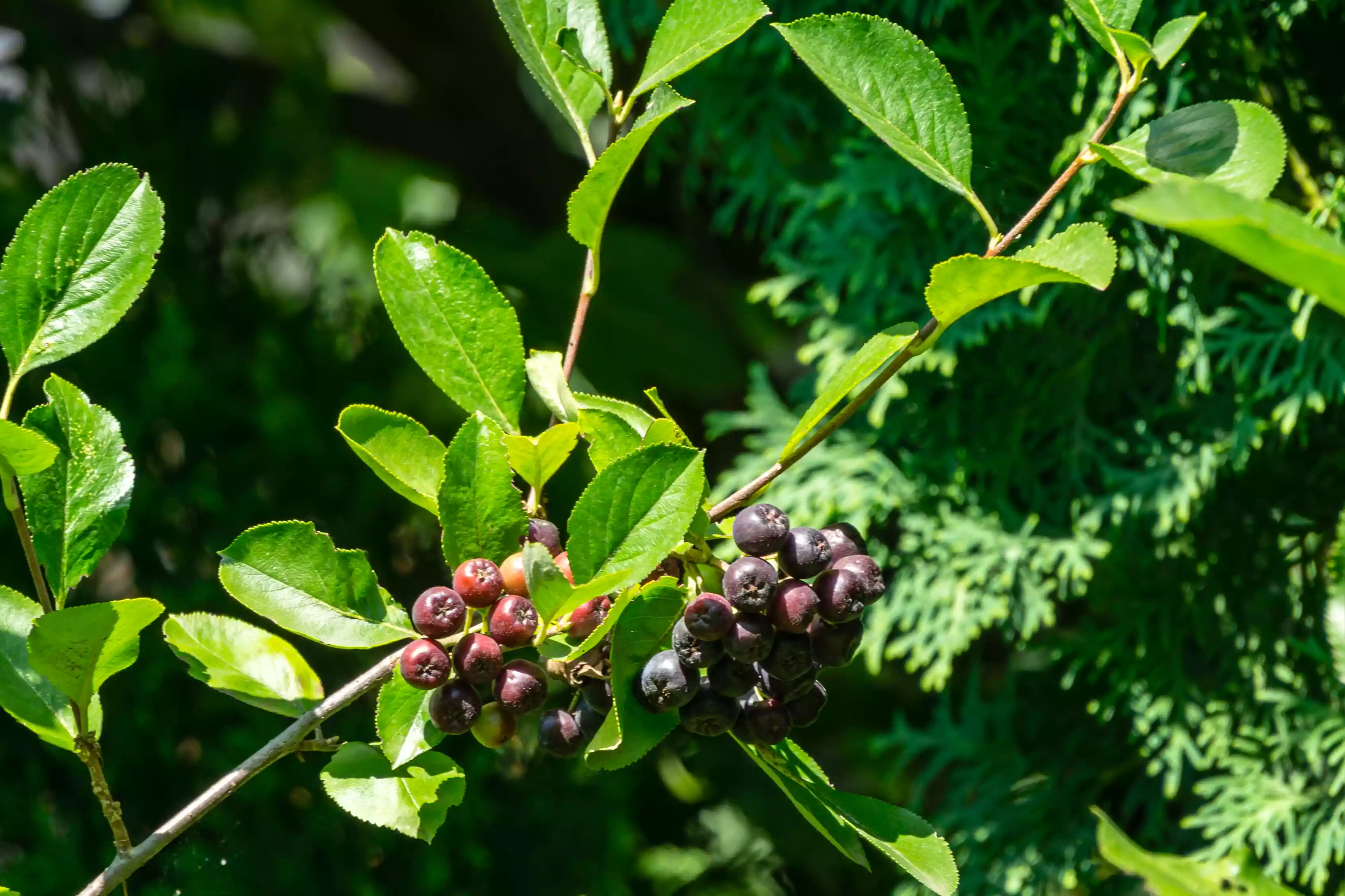 Canadian serviceberry plant with dark red and purple berries