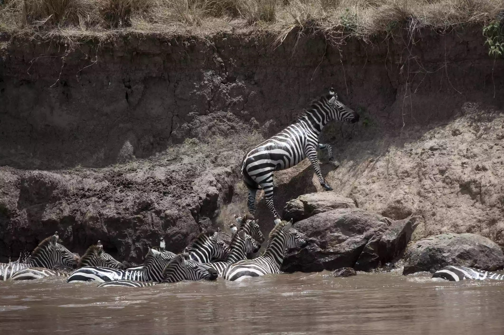 A plains zebra climbing up a riverbank in Africa while other zebras wait in the river
