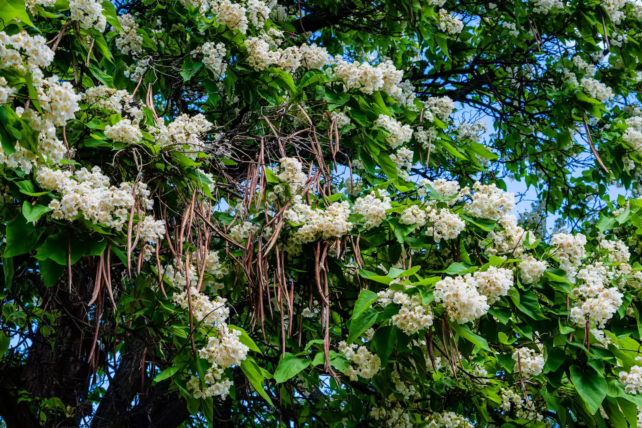 Northern catalpa with white flower clusters and large green leaves in bloom
