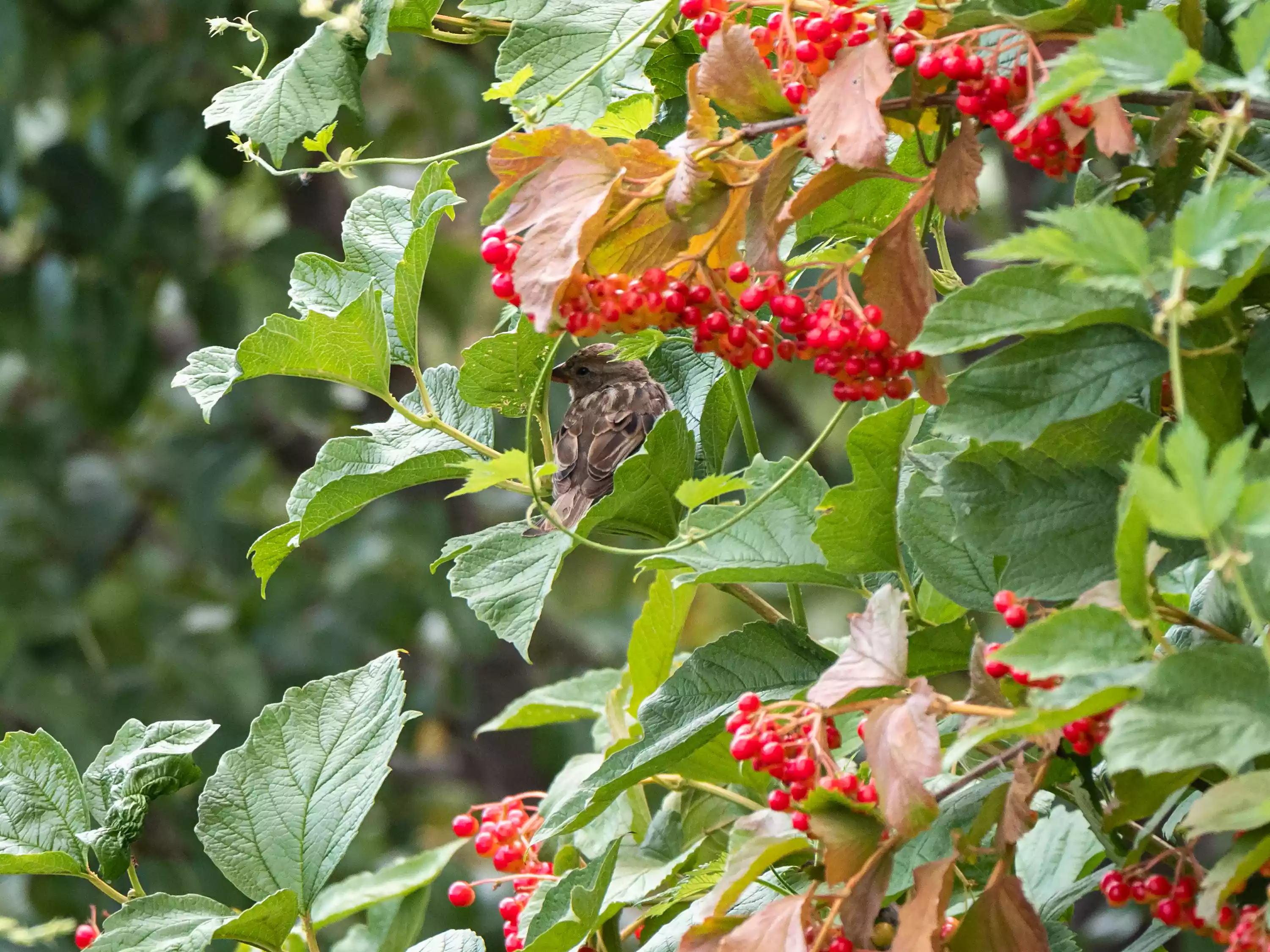 sparrow in a viburnum tree full of red berries