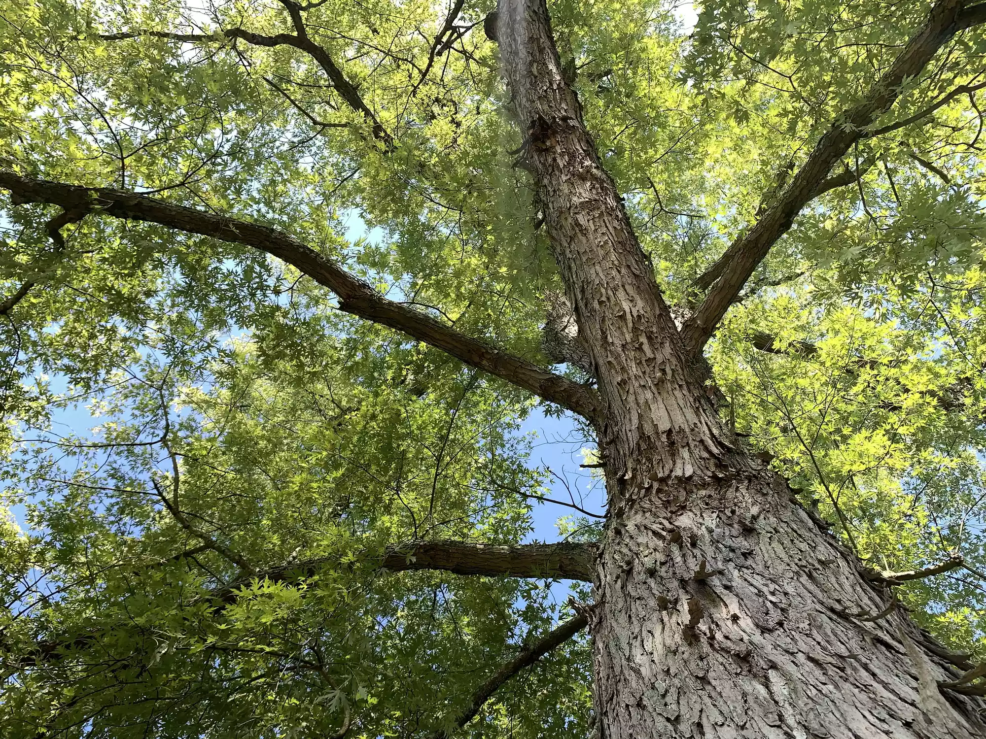 View of trunk and canopy of silver maple tree from below