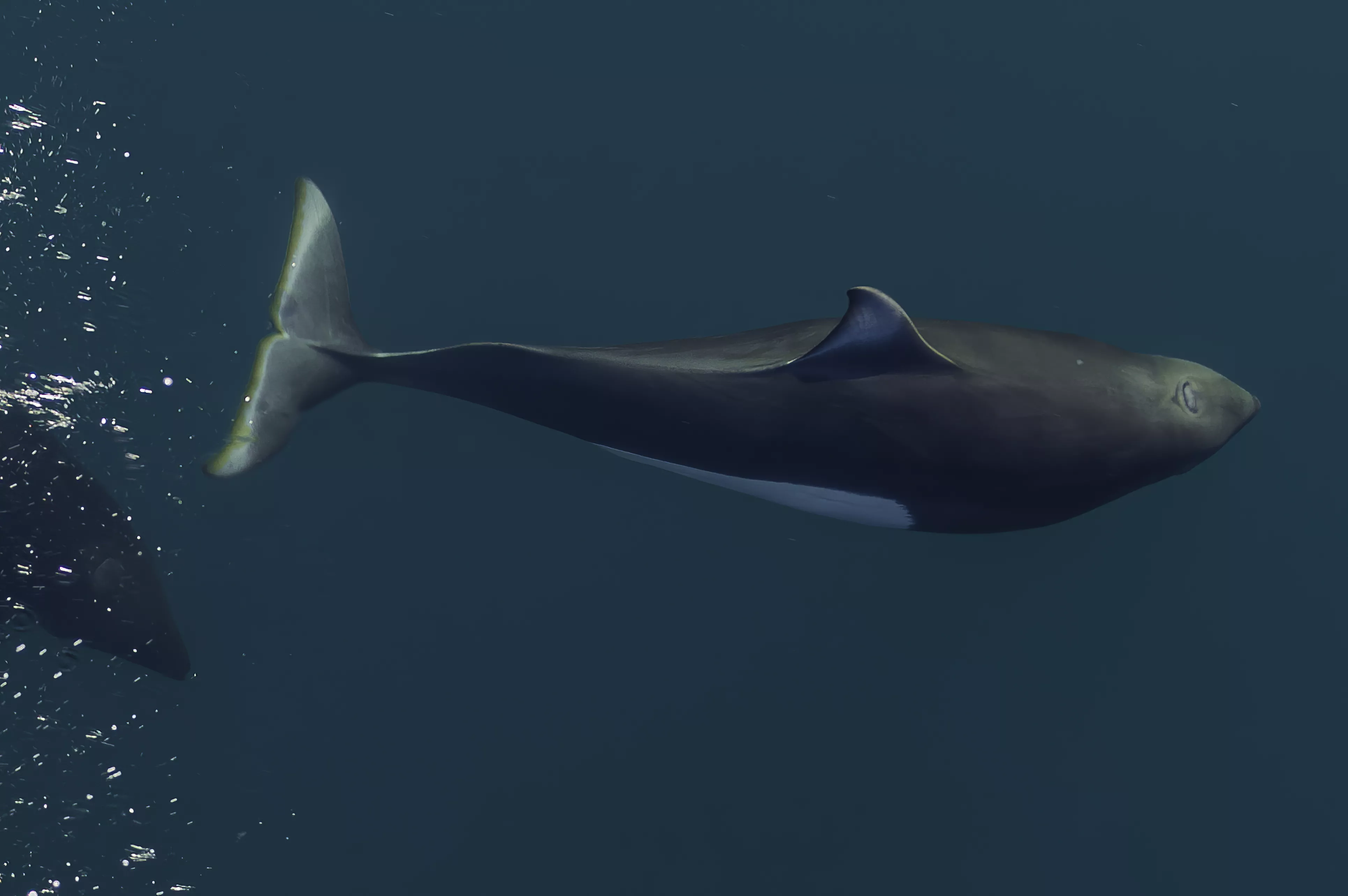 Dall's porpoise, a species of porpoise found only in the North Pacific