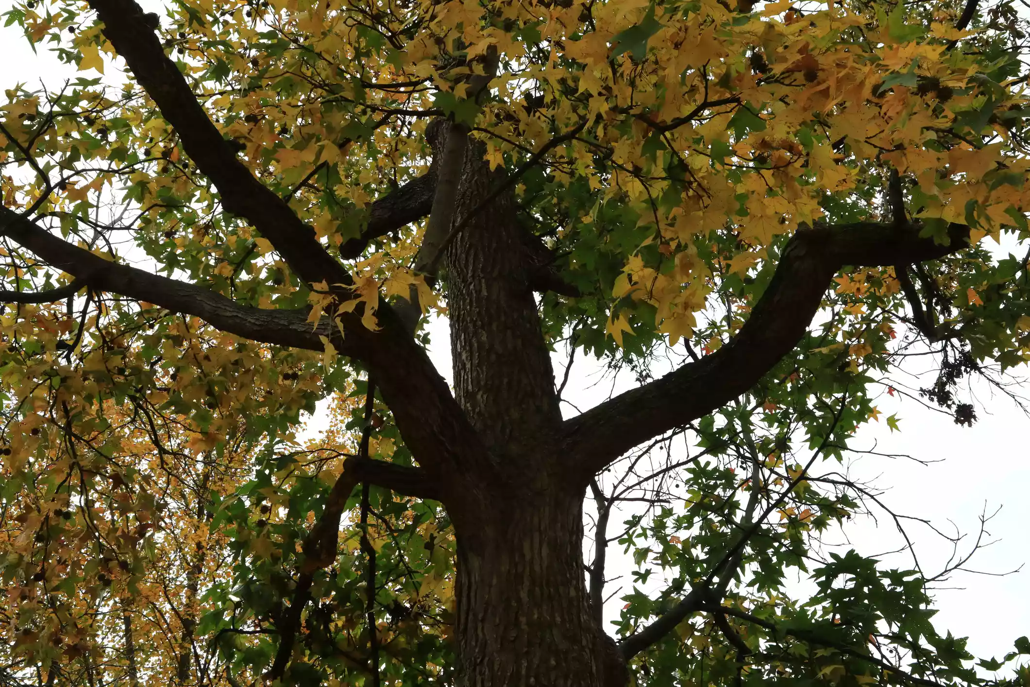 American sweetgum with yellow and green flowers and brown trunk from below