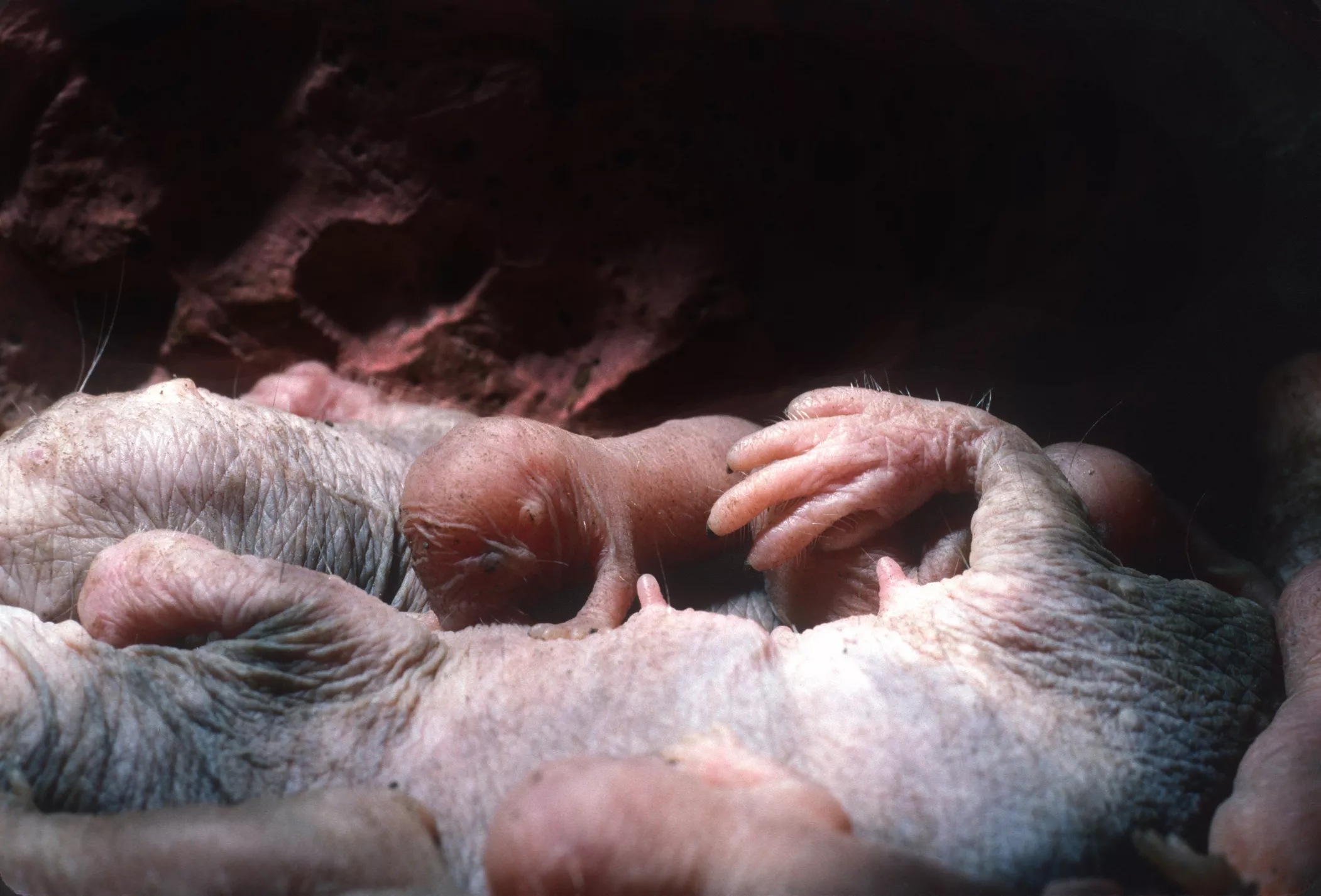 Naked mole rat baby feeding from mother.