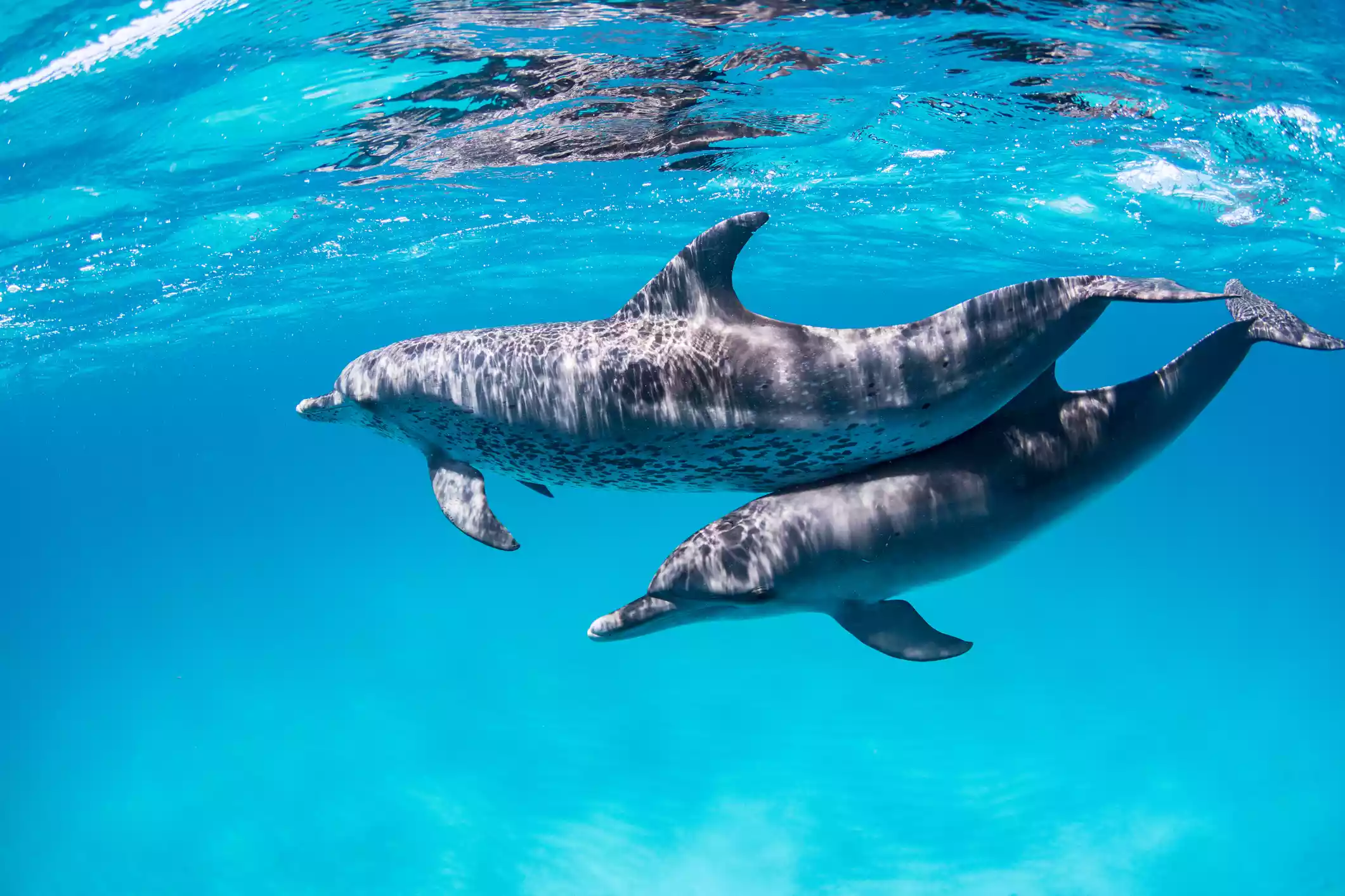Atlantic Spotted Dolphins swimming in the ocean north of Bimini