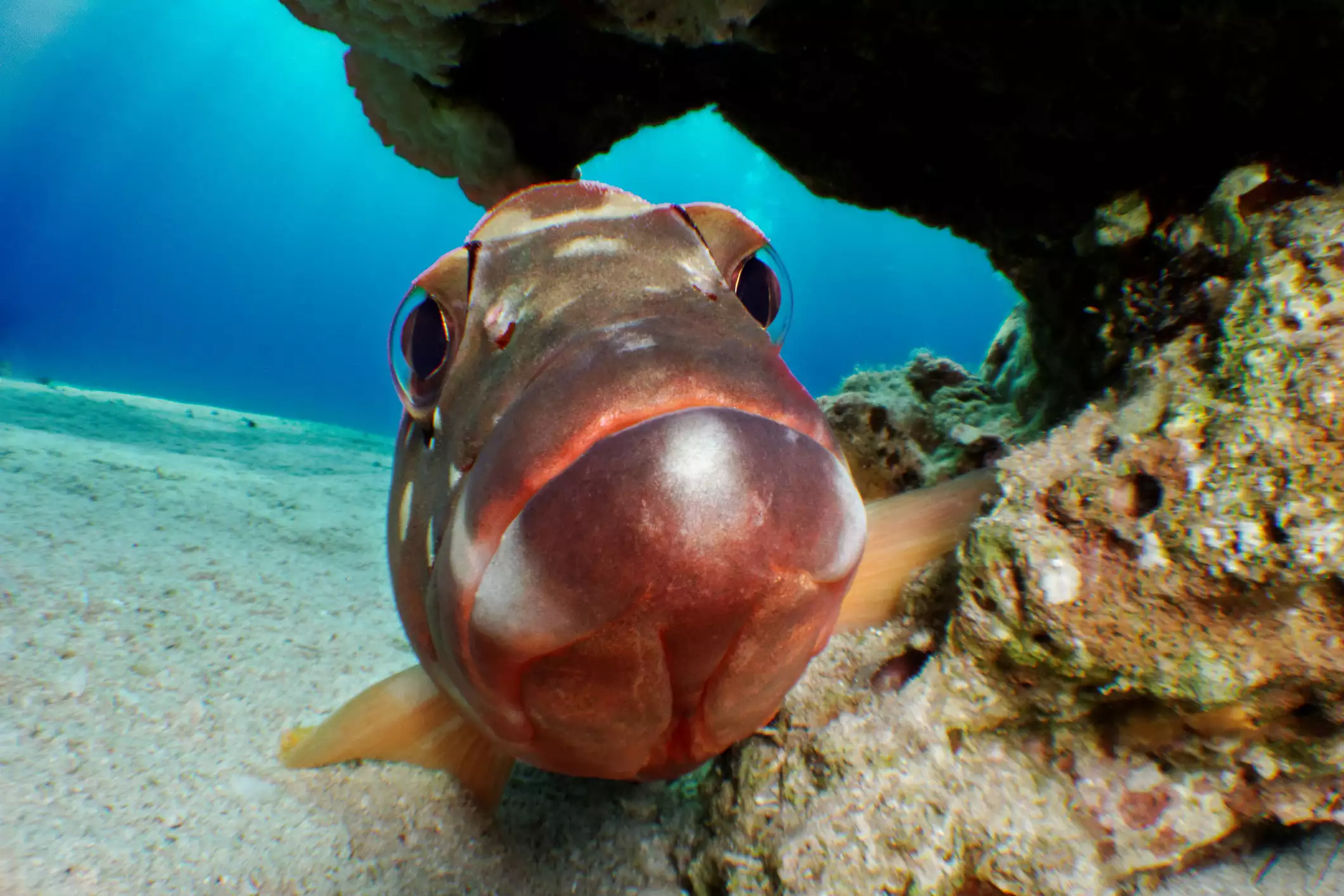 A red grouper swims along a rocky ledge at the bottom of the sea. 