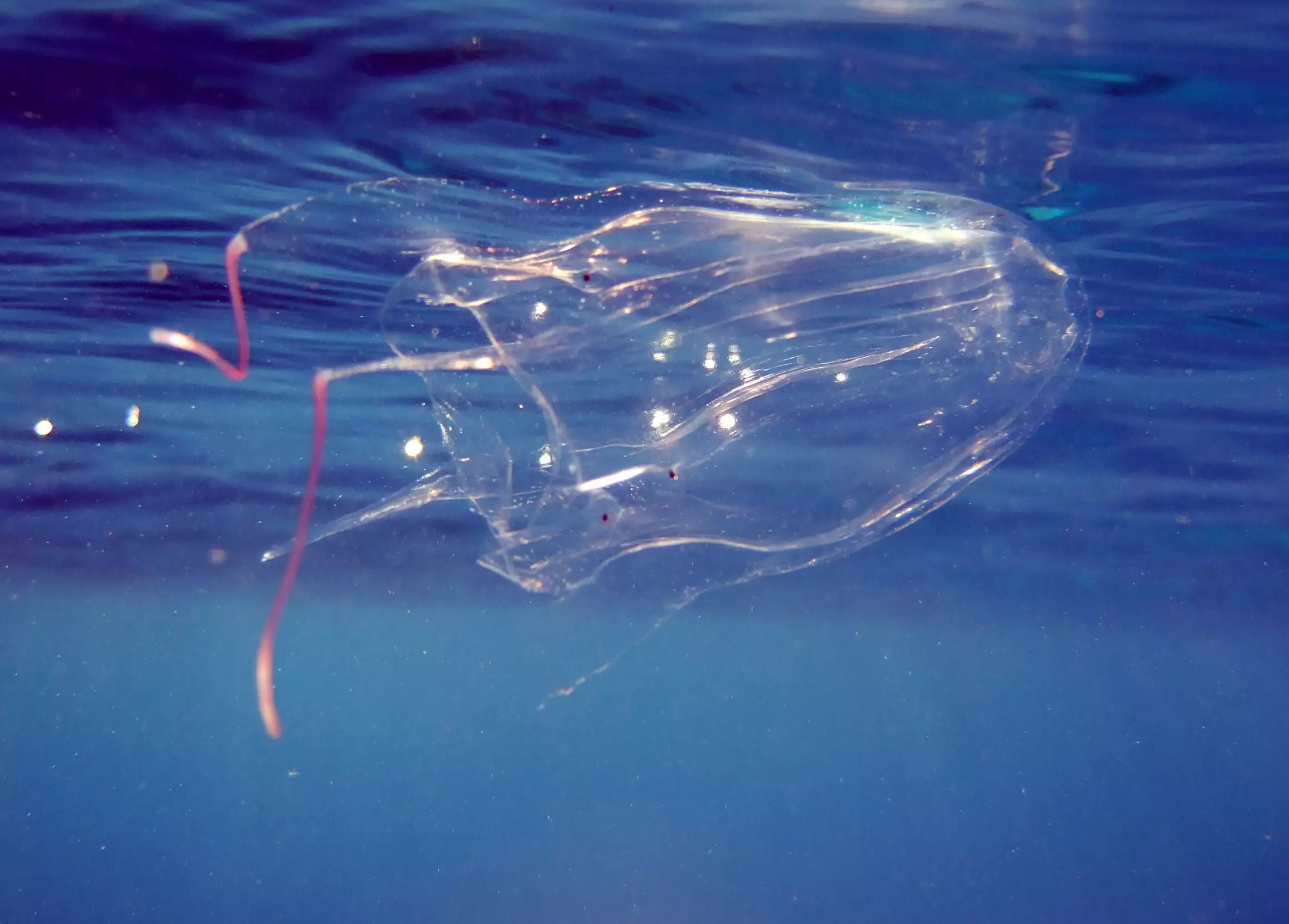 A clear and light pink box jellyfish floating near the water's surface.