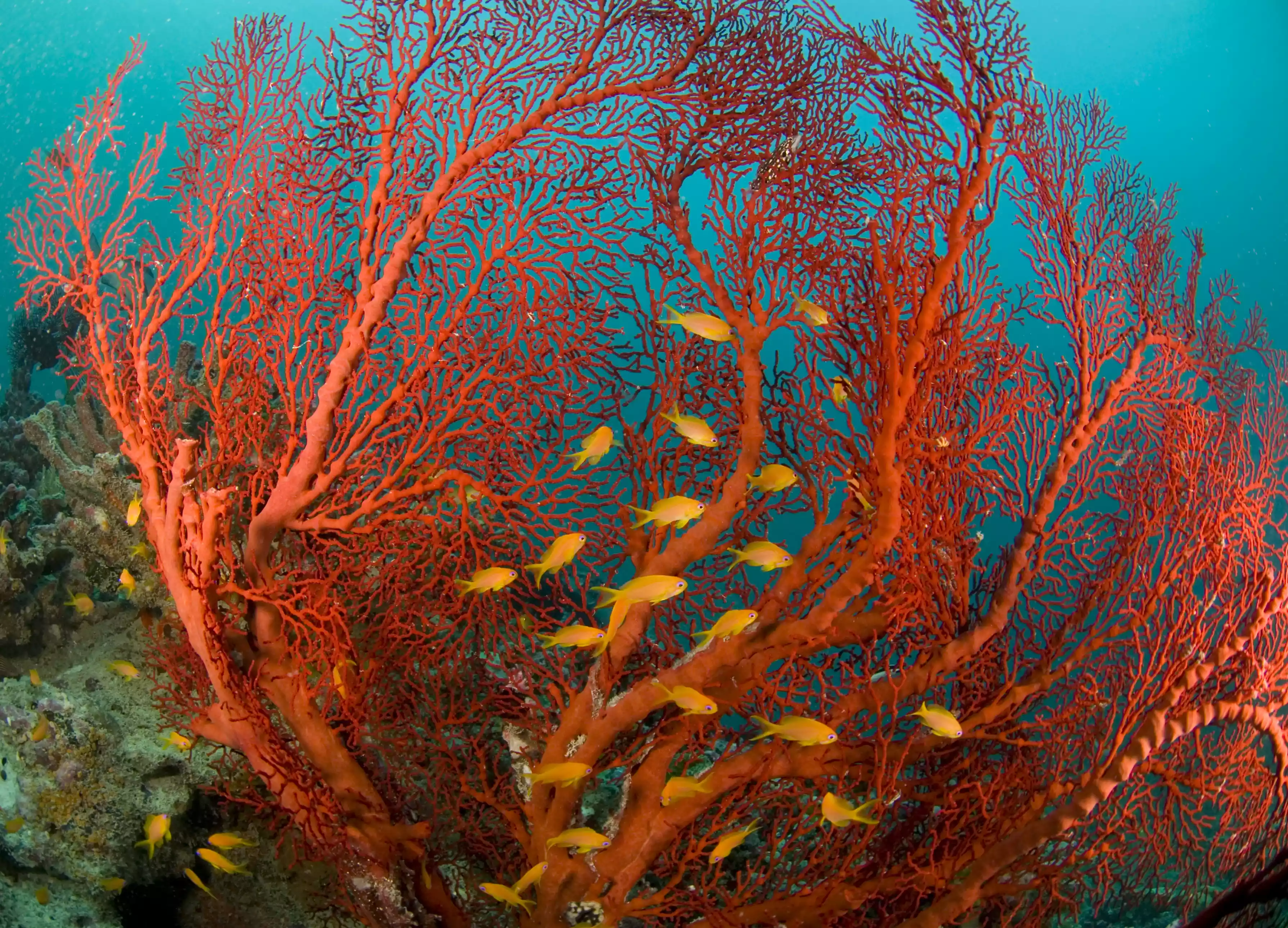 Orange fish swim through strands of fire coral.
