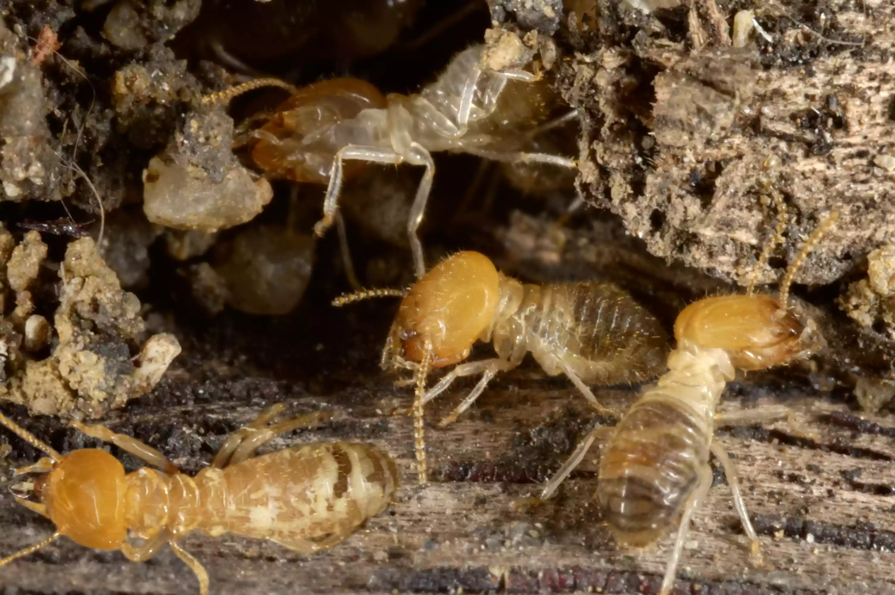 Termites at a small hole in the timber.