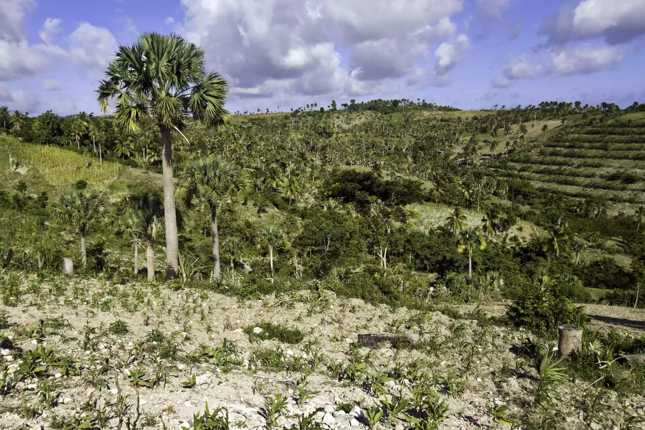 Haiti, Sud-Est Province, deforestation 