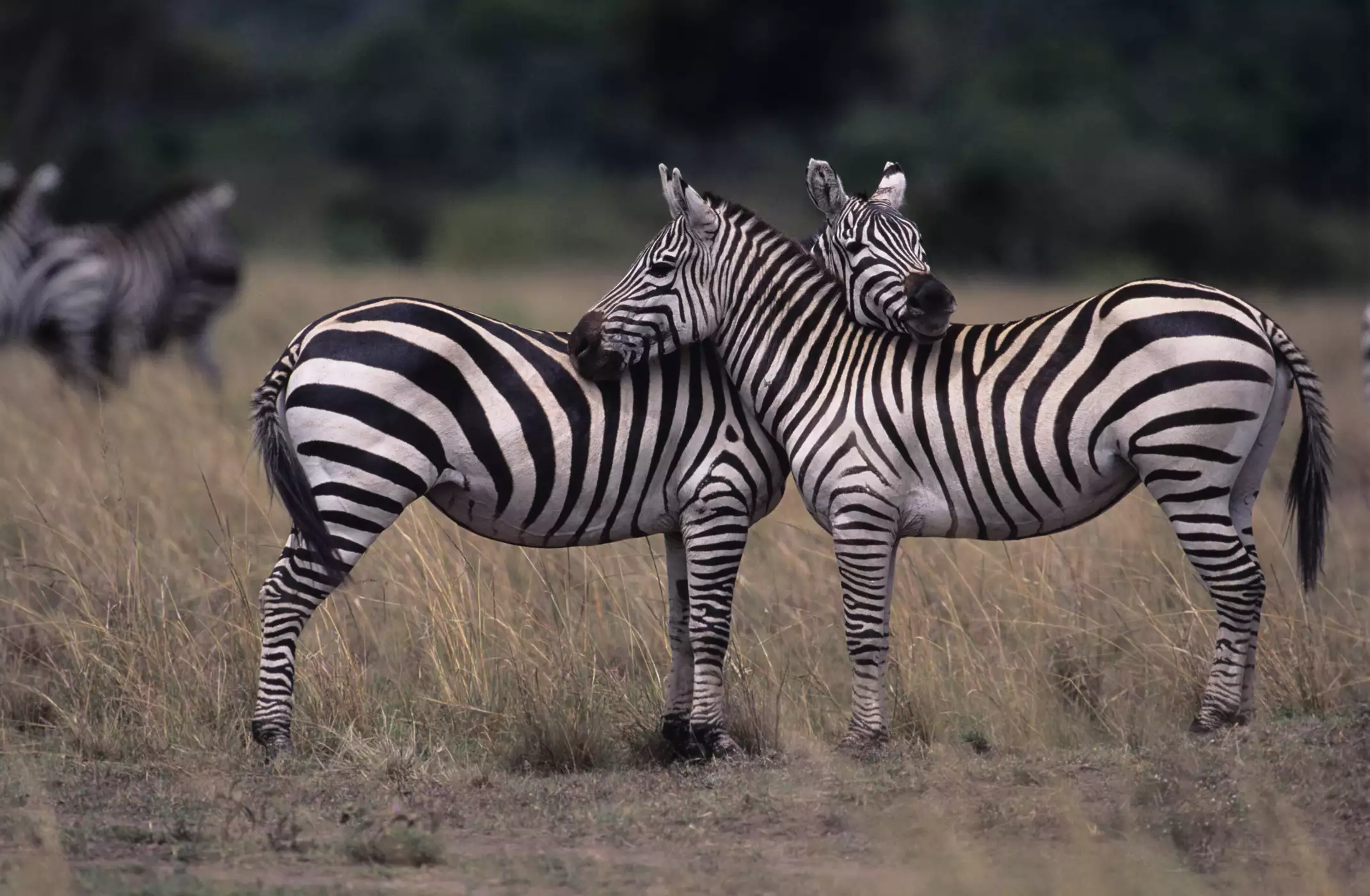 A pair of plains zebras entwined face to face