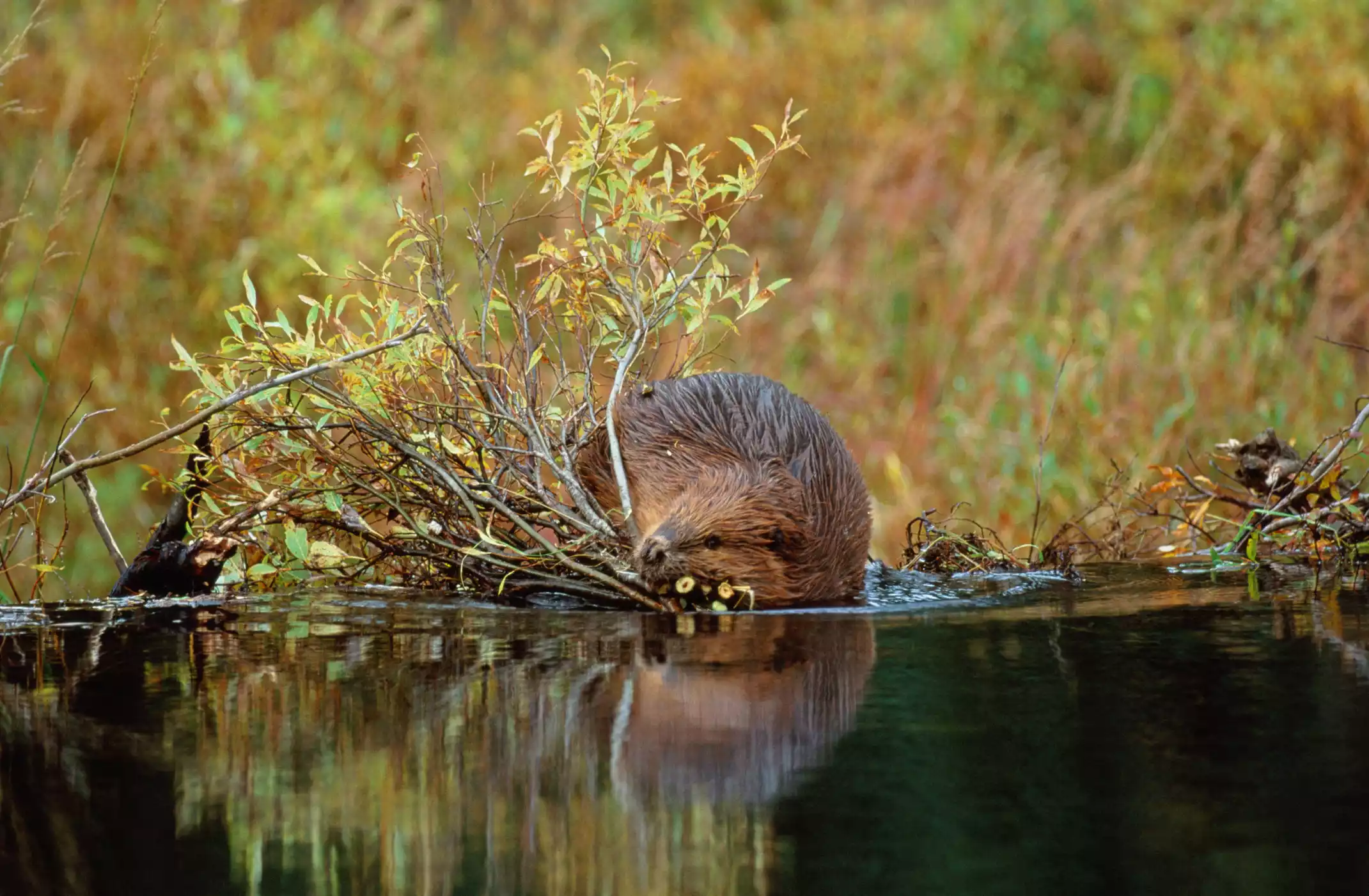 A beaver in Alaska stands at the edge of a pond with leafy branches.