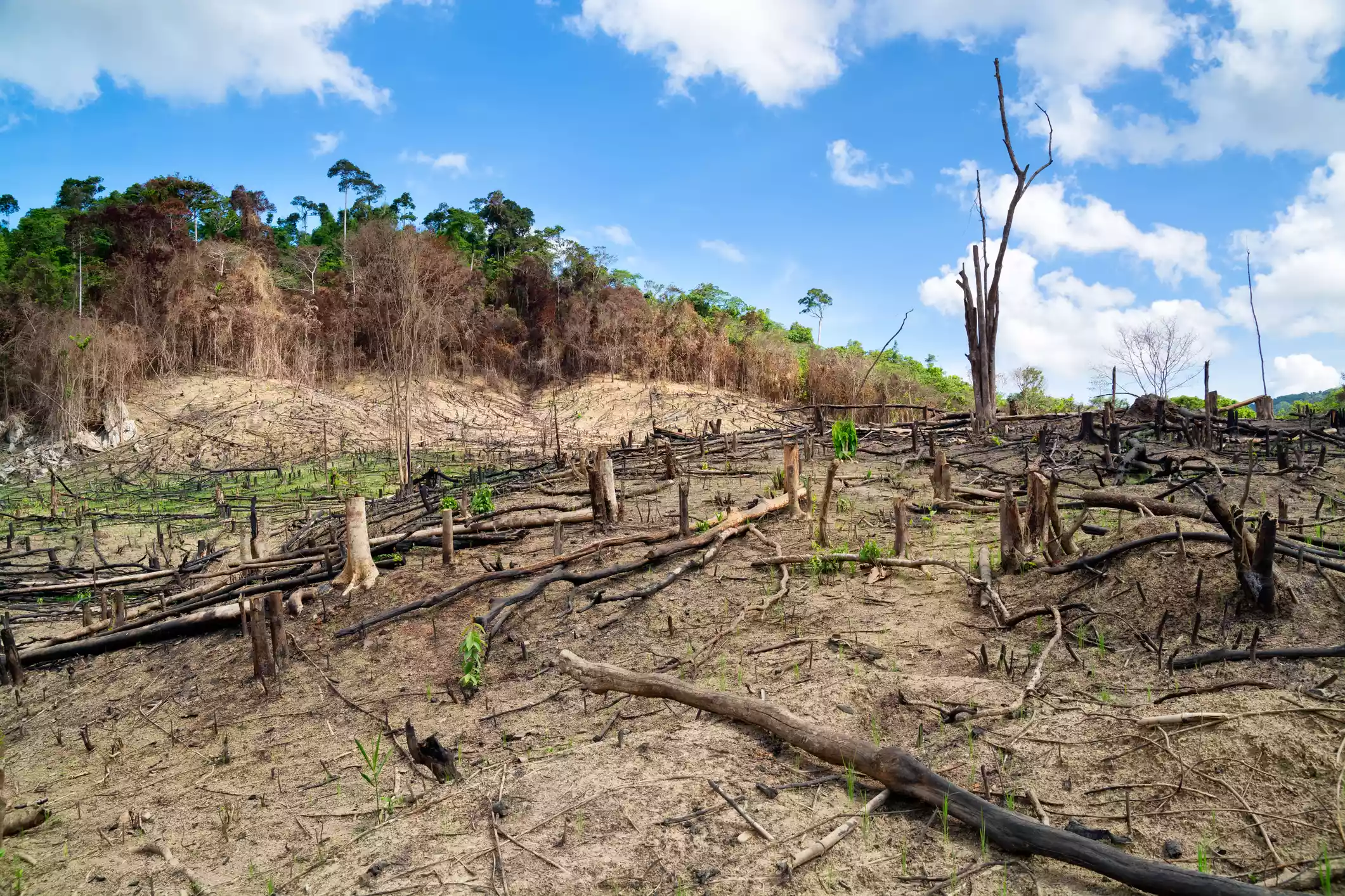 Deforestation in El Nido, Palawan - Philippines.
