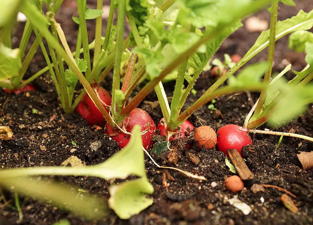 Red radishes in soil.