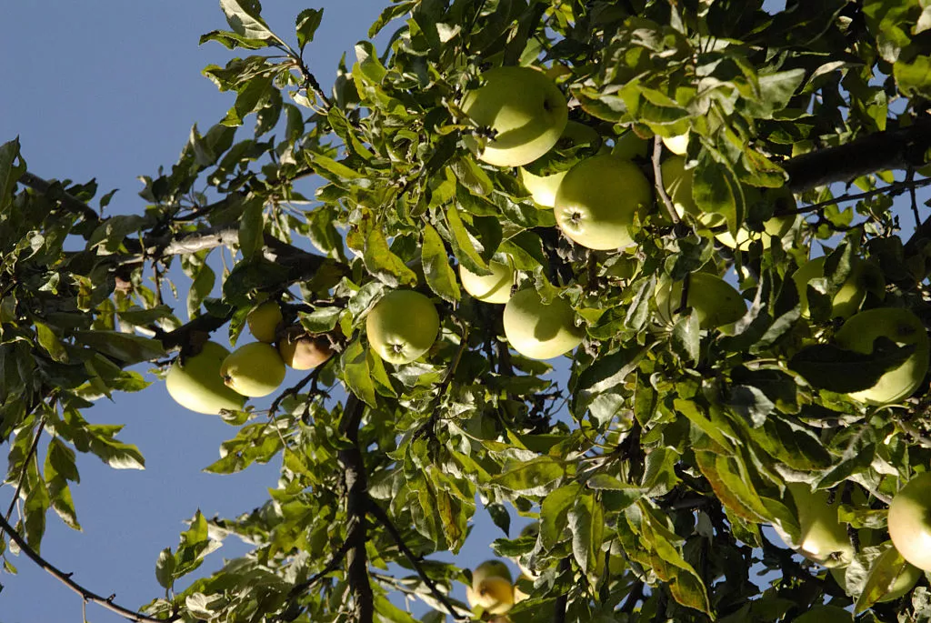 An apple tree bearing fruit in the sun.