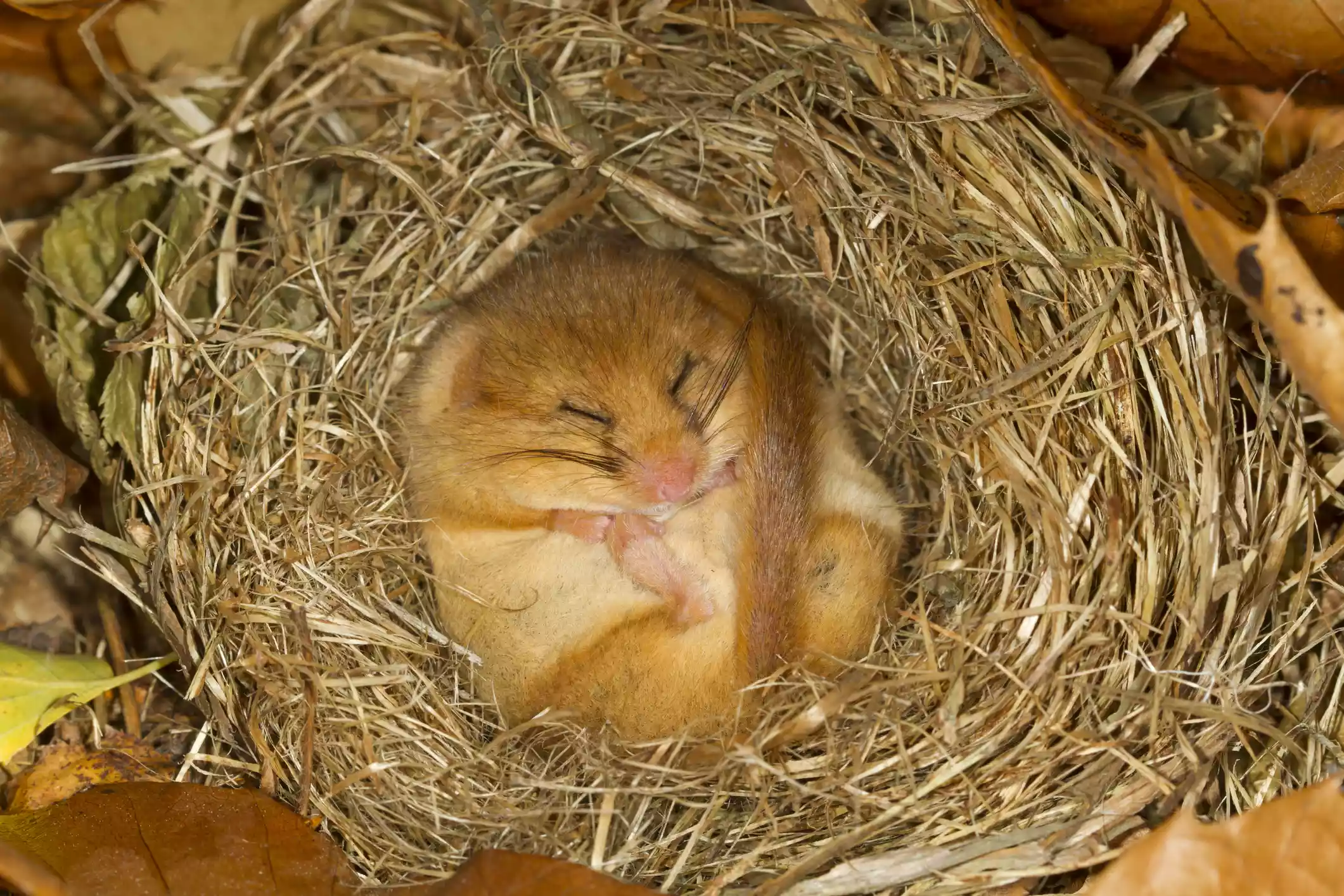 dormouse asleep in a nest on a bed of leaves