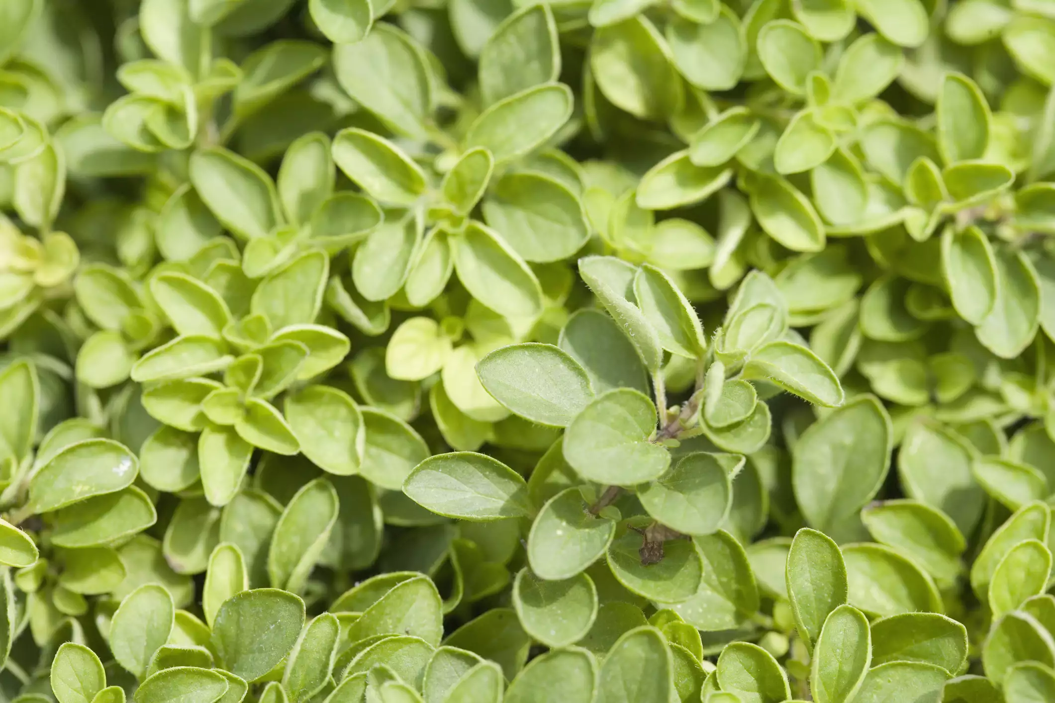 A patch of oregano plants growing closely together.