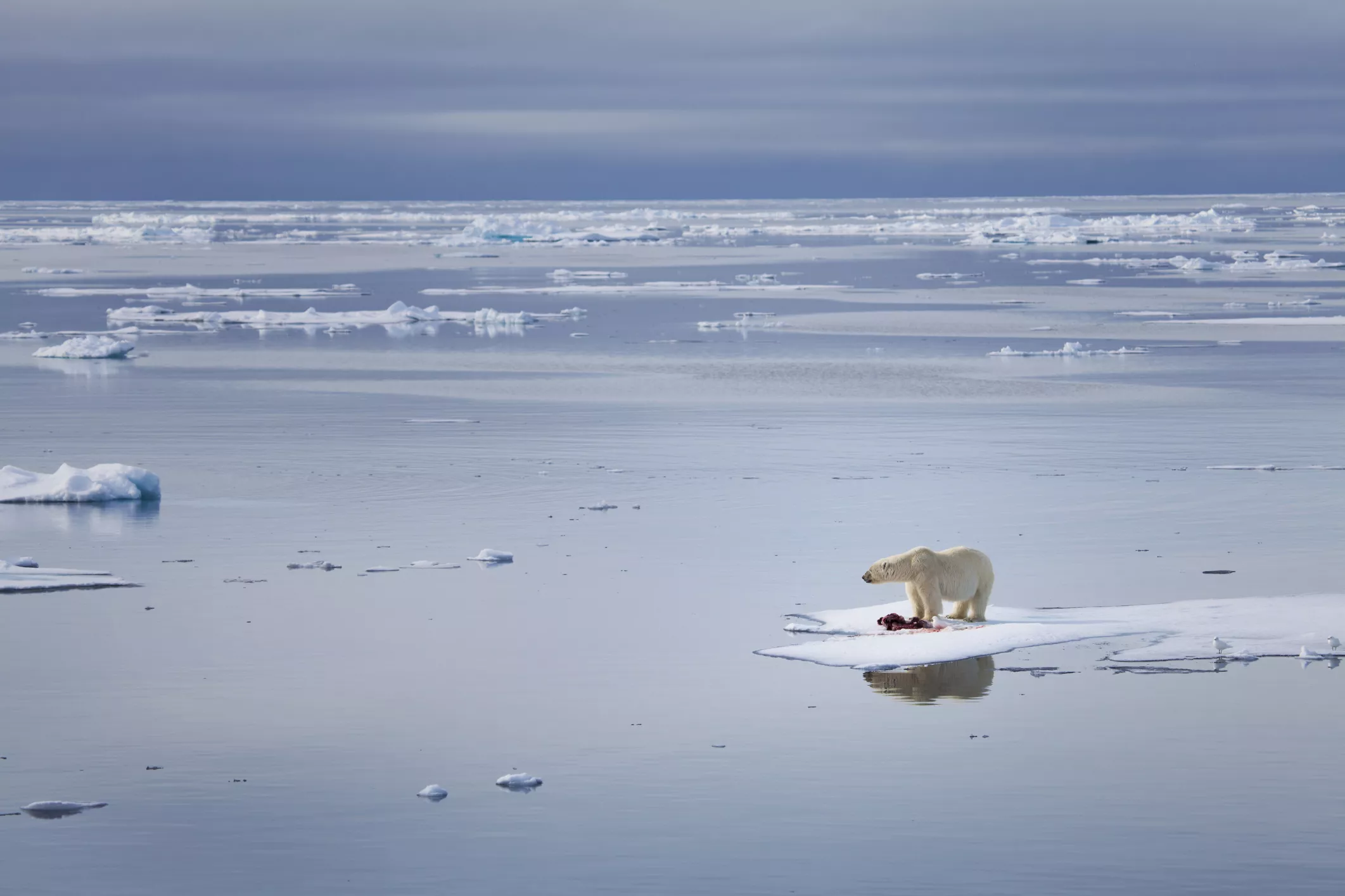 Polar bear standing on melting ice.