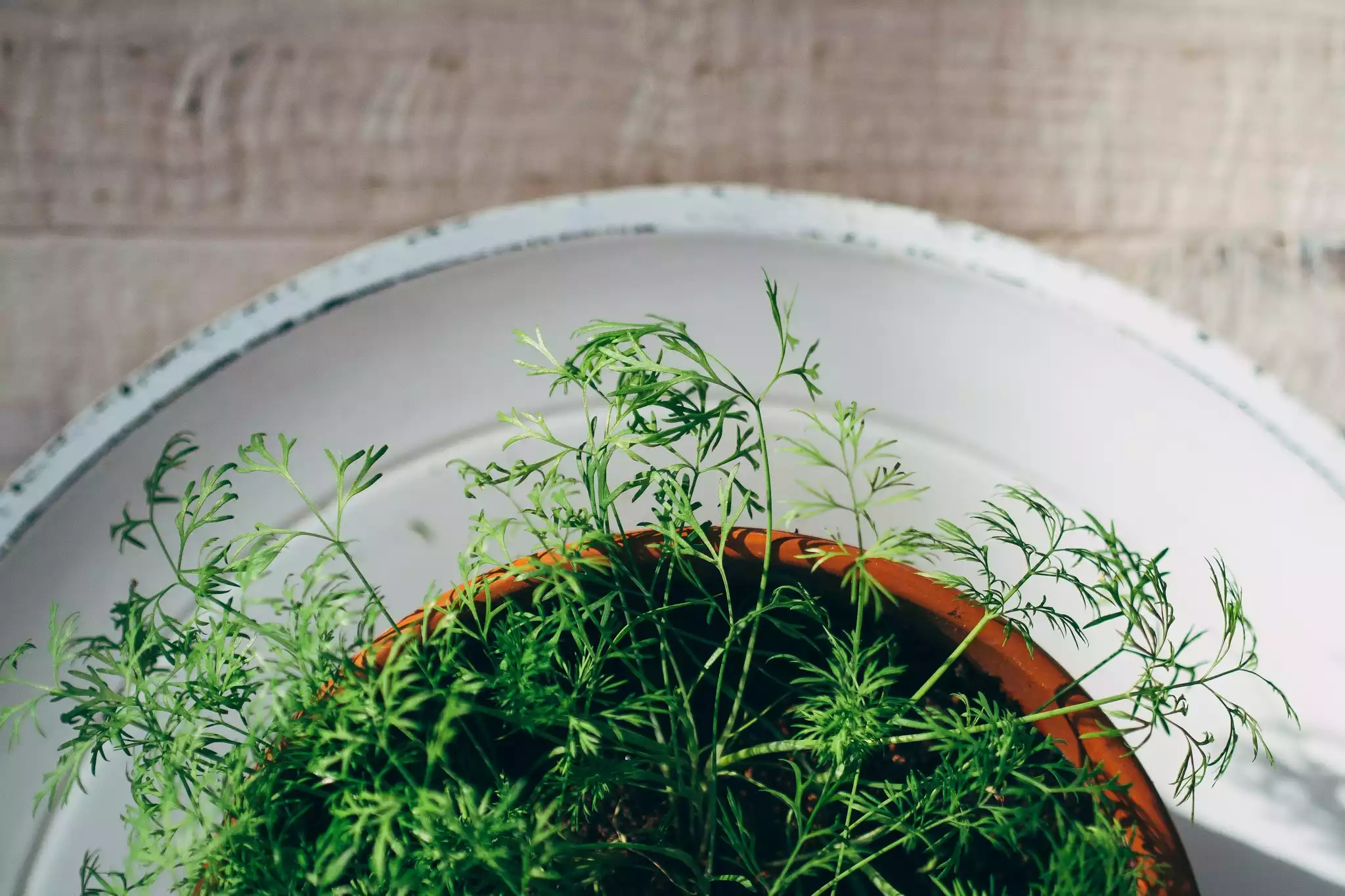 High angle view of dill potted plant.