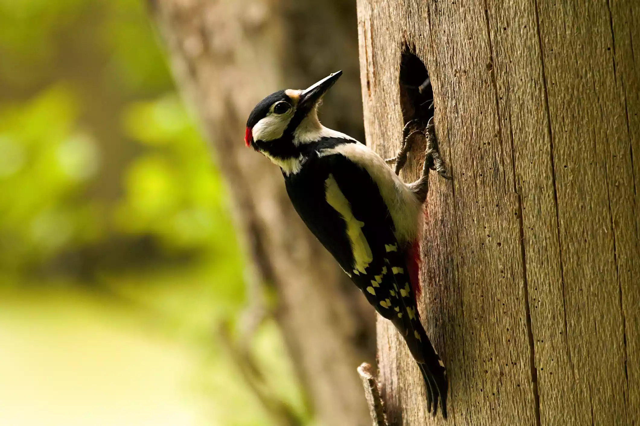 Close-up of woodpecker on tree trunk perched on a cavity. 