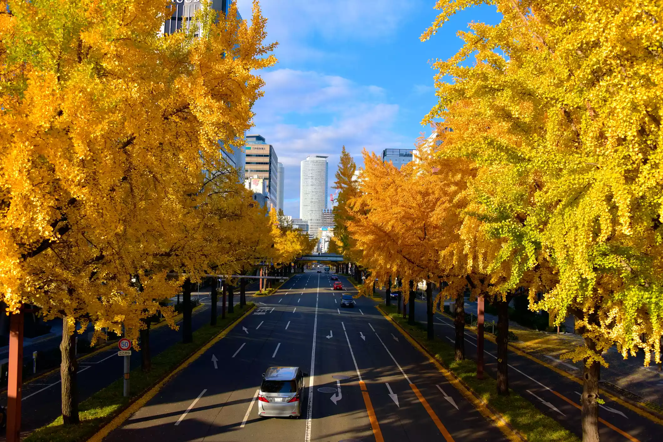 Gingko Biloba trees lined up against a highway in an urban setting.