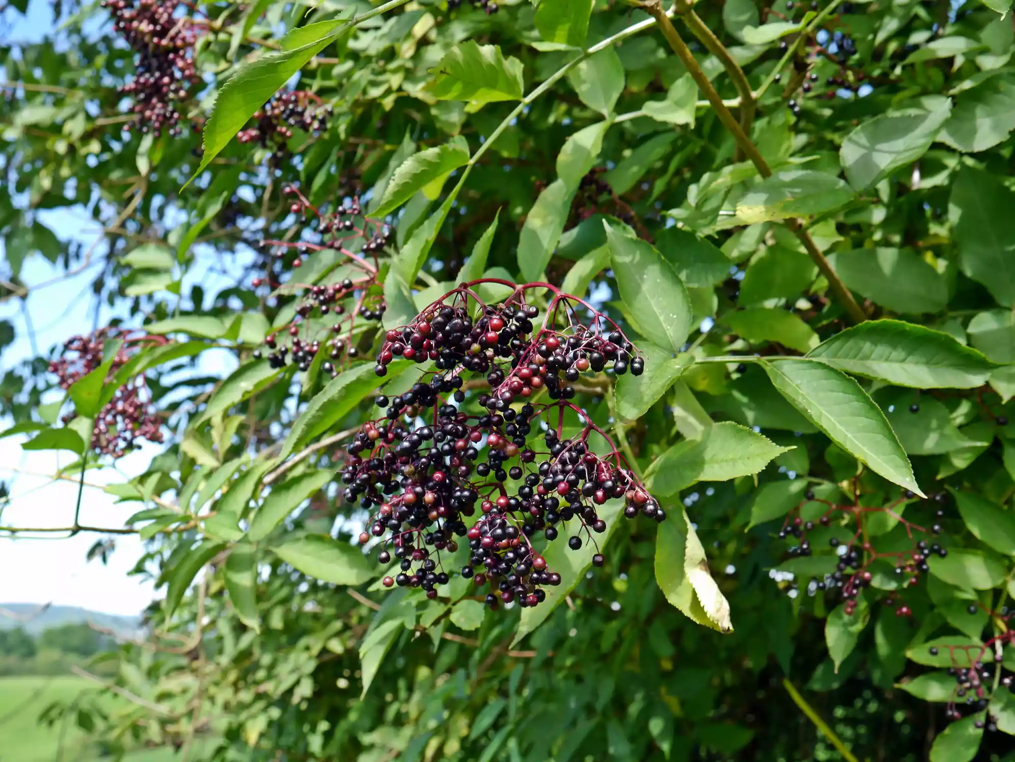 elderberry plant with green leaves and dark purple berries