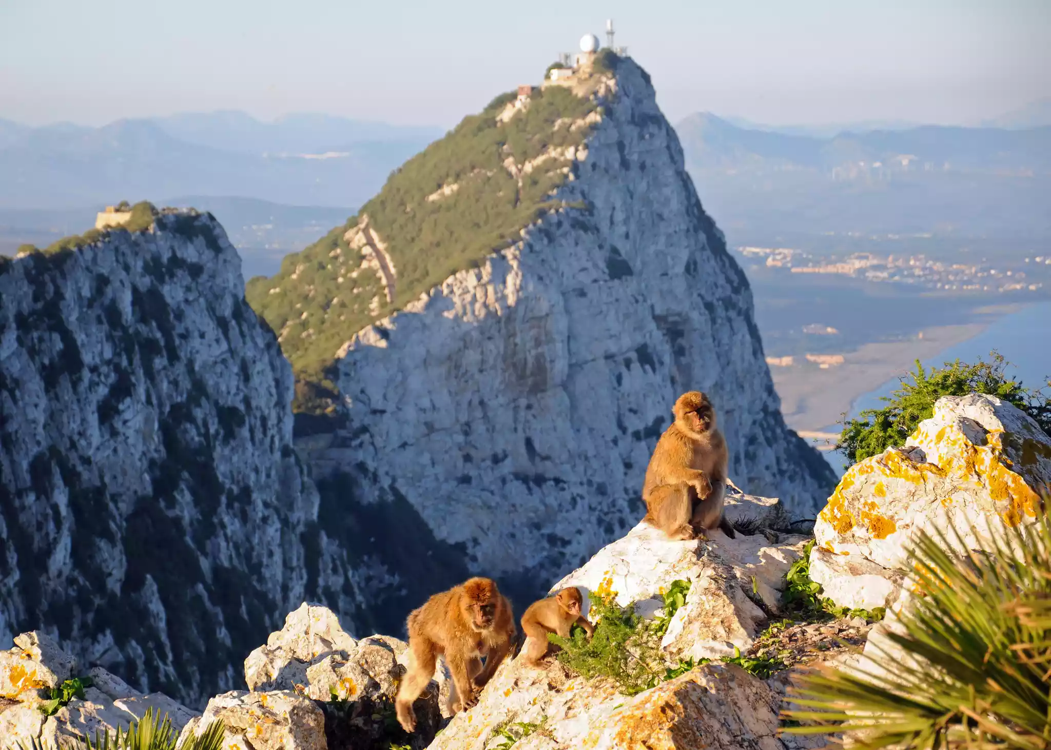 A band of monkeys sits on a rocky summit with a mountain peak in the background