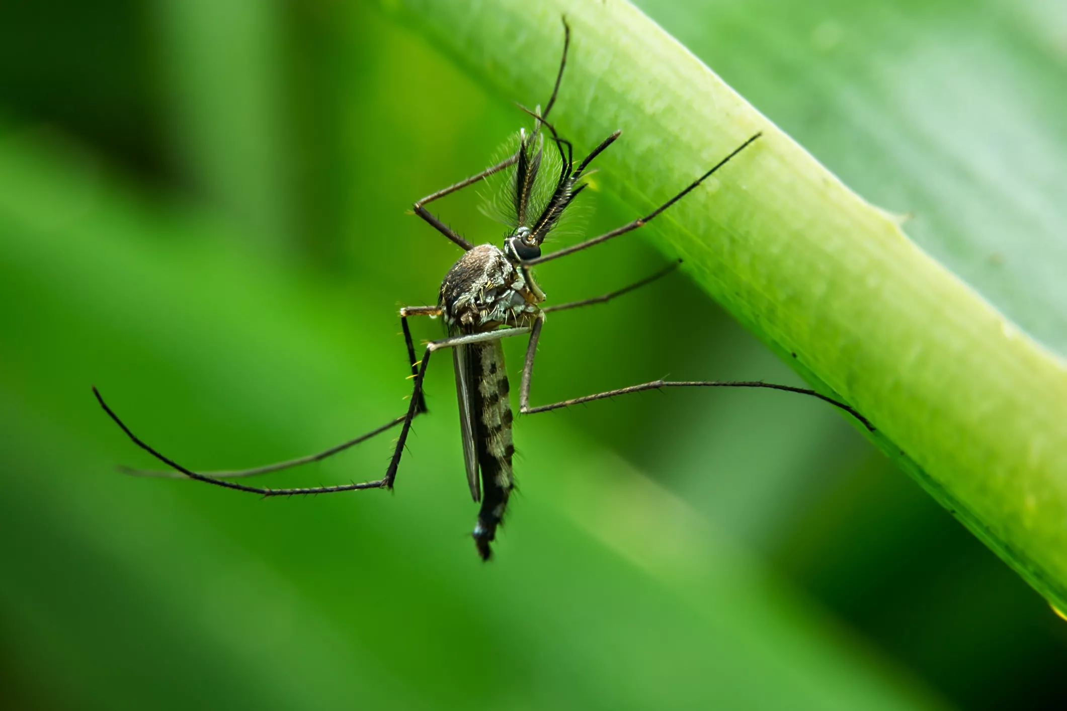 A close up of a mosquito on a green leaf.